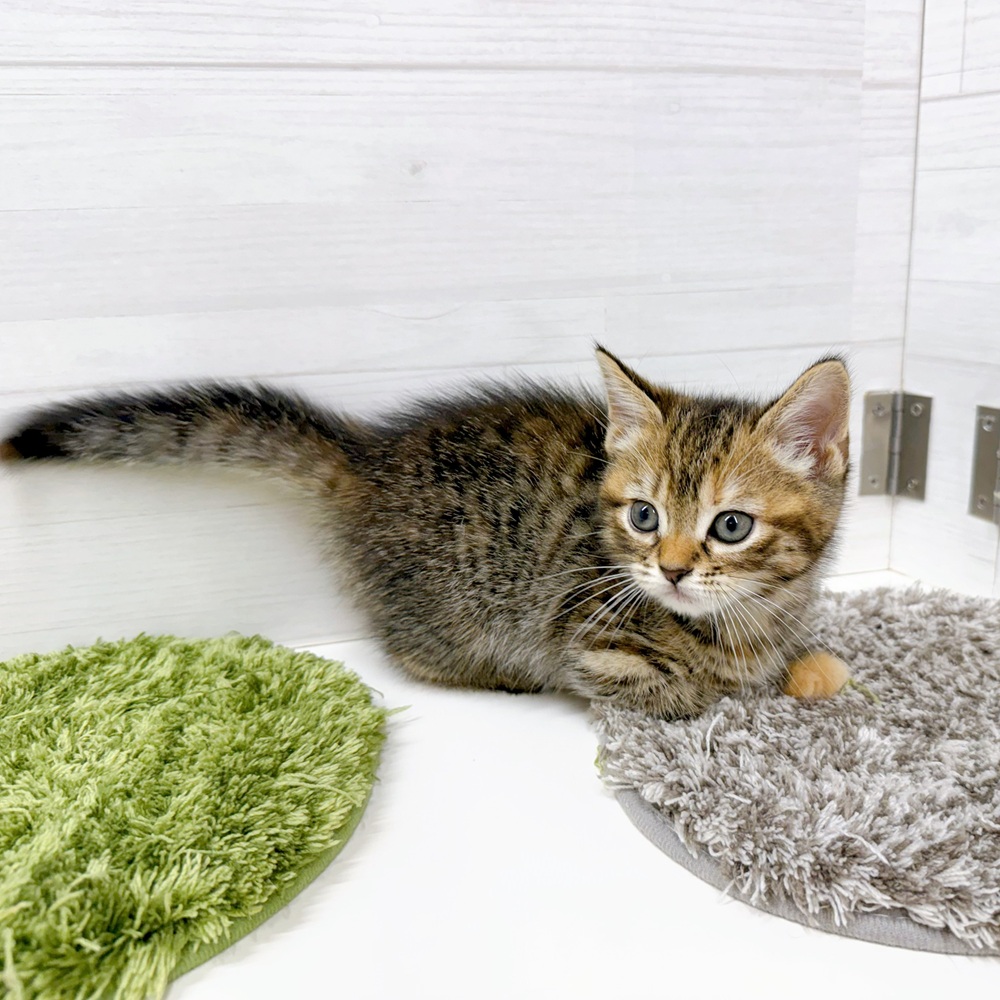 石川県のスコティッシュストレート (犬の家＆猫の里アミーゴ金沢おこばた店/2026年4月20日生まれ/女の子/ブラウンタビー)の子猫の3枚目の画像