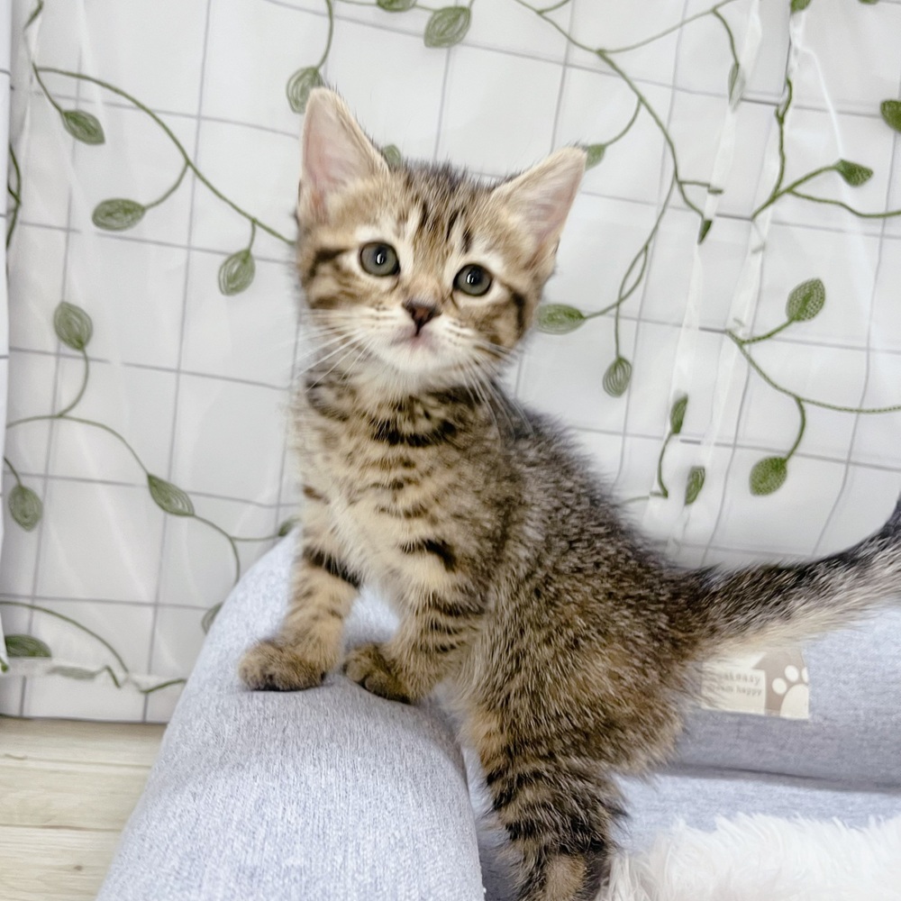 長野県のスコティッシュストレート (犬の家＆猫の里塩尻店/2026年4月20日生まれ/女の子/ブラウンタビー)の子猫の3枚目の画像