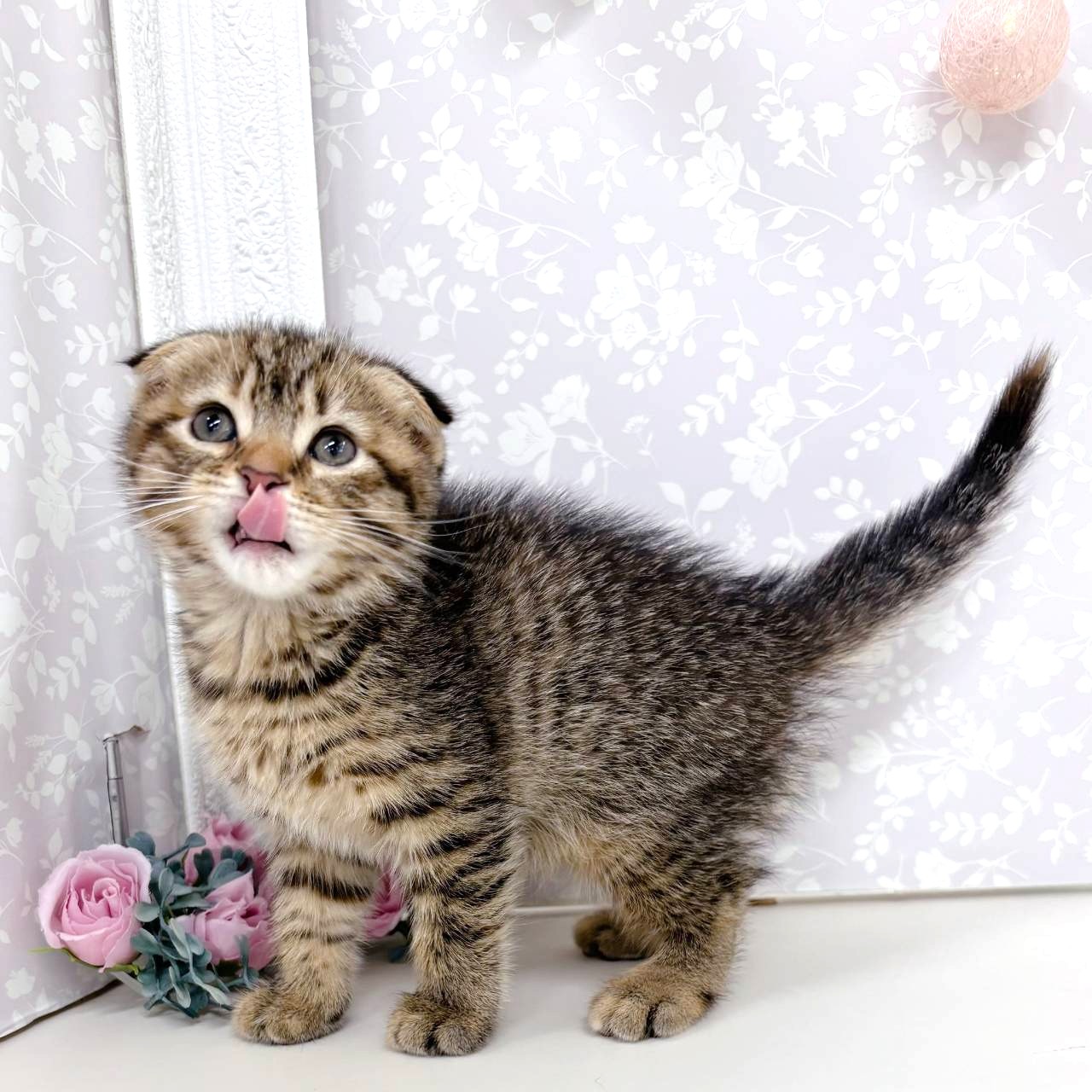 富山県のスコティッシュフォールド (犬の家＆猫の里アミーゴ高岡蓮花寺店/2026年4月20日生まれ/女の子/ブラウンタビー)の子猫の3枚目の画像