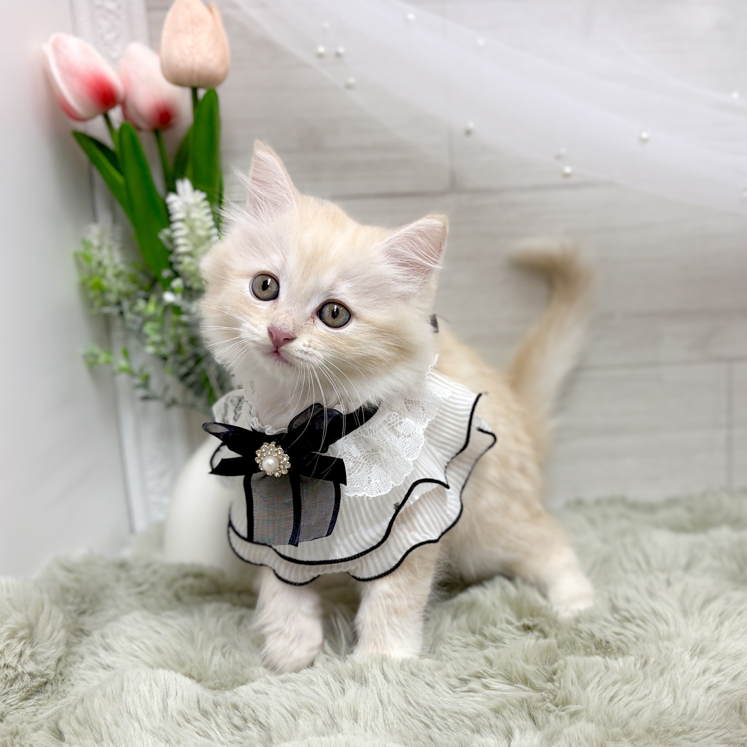 神奈川県のサイベリアン (犬の家＆猫の里相模原店/2026年4月19日生まれ/女の子/クリームタビー)の子猫の3枚目の画像