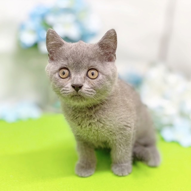 静岡県のブリティッシュショートヘアー (犬の家＆猫の里藤枝店/2026年4月18日生まれ/女の子/ブルー)の子猫の3枚目の画像