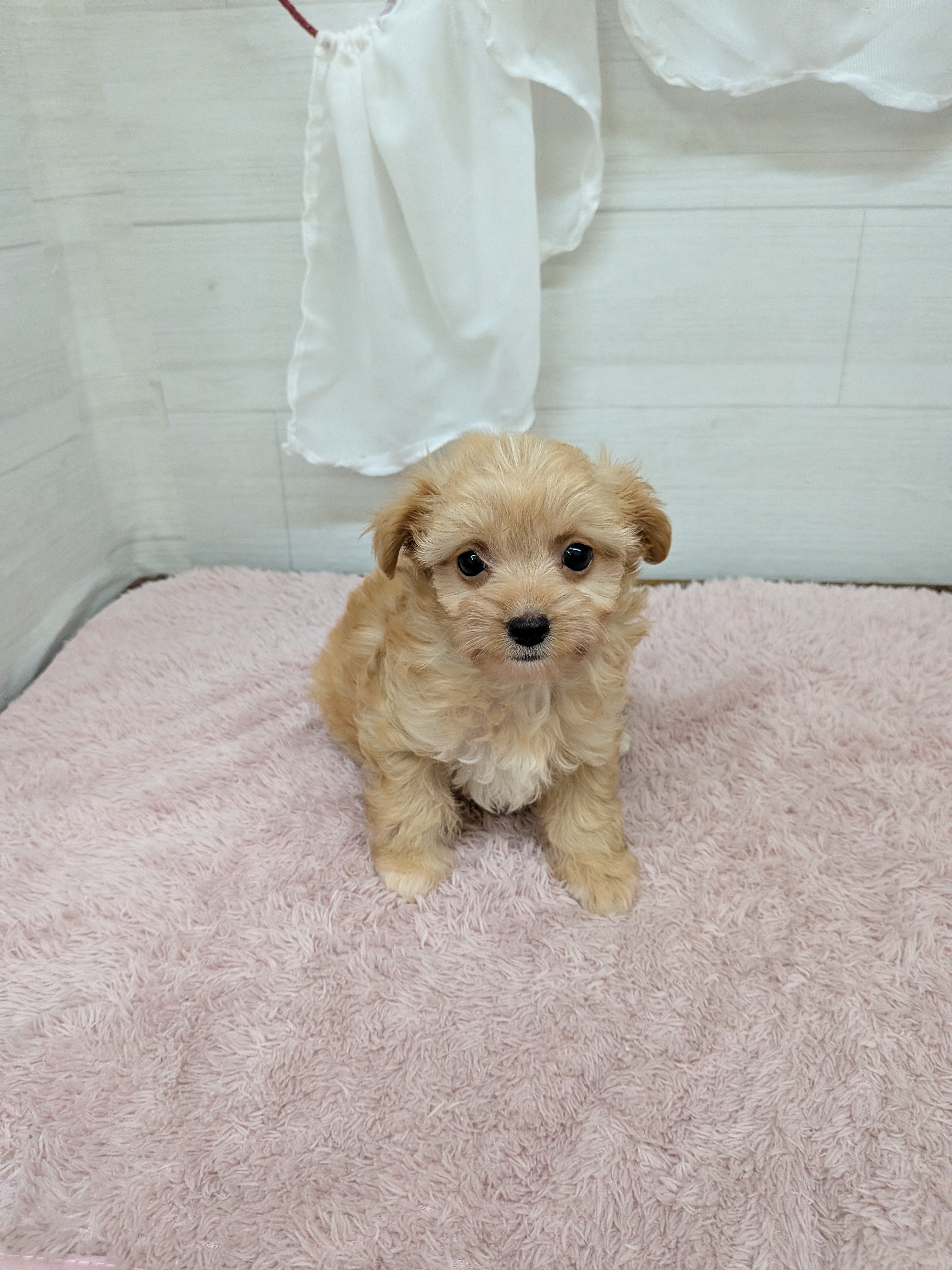 愛知県のチワプー/プーチー(チワワ×プードル) (犬の家＆猫の里碧南店/2026年4月21日生まれ/女の子/アプリコット)の子犬の3枚目の画像