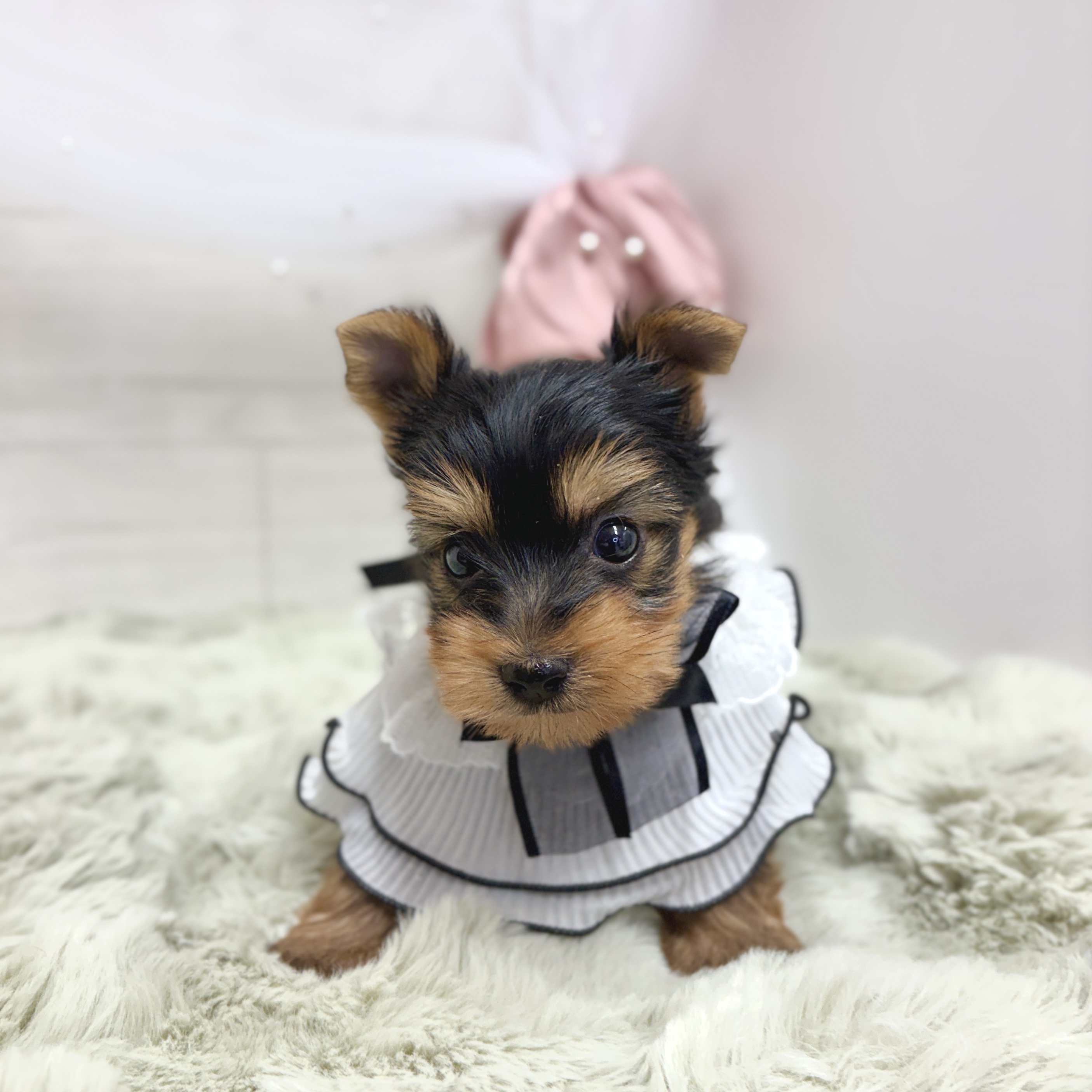神奈川県のヨークシャーテリア (犬の家＆猫の里相模原店/2026年4月21日生まれ/女の子/スチールブルータン)の子犬の3枚目の画像