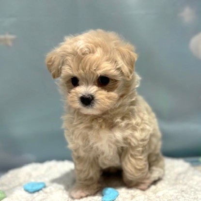 福岡県のマルプー(マルチーズ×プードル) (犬の家＆猫の里トリアス久山店/2026年4月12日生まれ/男の子/クリーム)の子犬の3枚目の画像