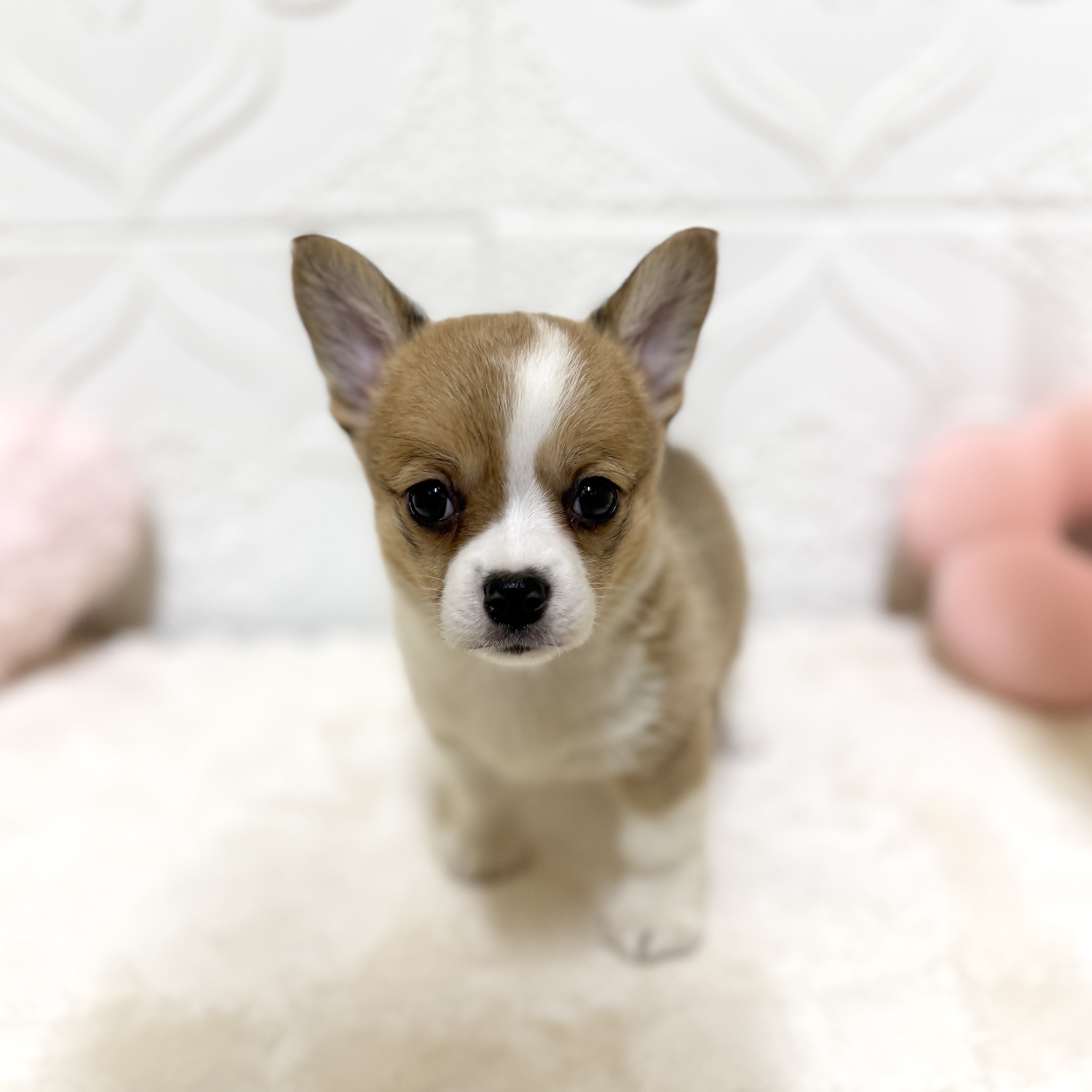 愛知県のチワコーギー(チワワ×コーギー) (犬の家＆猫の里岡崎店/2026年4月16日生まれ/女の子/セーブルホワイト)の子犬の1枚目の画像