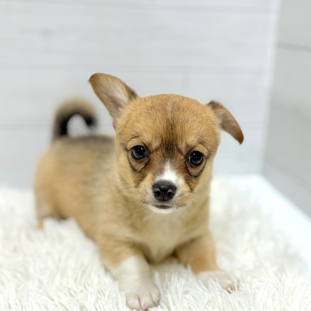 愛知県のチワコーギー(チワワ×コーギー) (犬の家＆猫の里豊田店/2026年4月16日生まれ/女の子/セーブルホワイト)の子犬の3枚目の画像