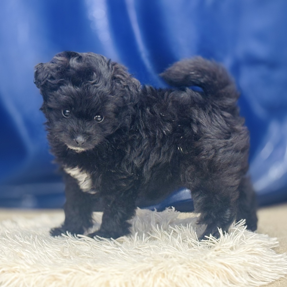 岐阜県のポメプー(ポメラニアン×プードル) (犬の家＆猫の里中津川店/2026年4月21日生まれ/女の子/ブラックホワイト)の子犬の3枚目の画像