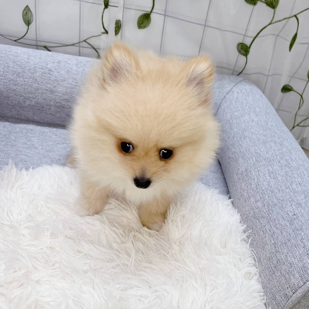 長野県のポメラニアン (犬の家＆猫の里塩尻店/2026年4月19日生まれ/男の子/オレンジ)の子犬の3枚目の画像