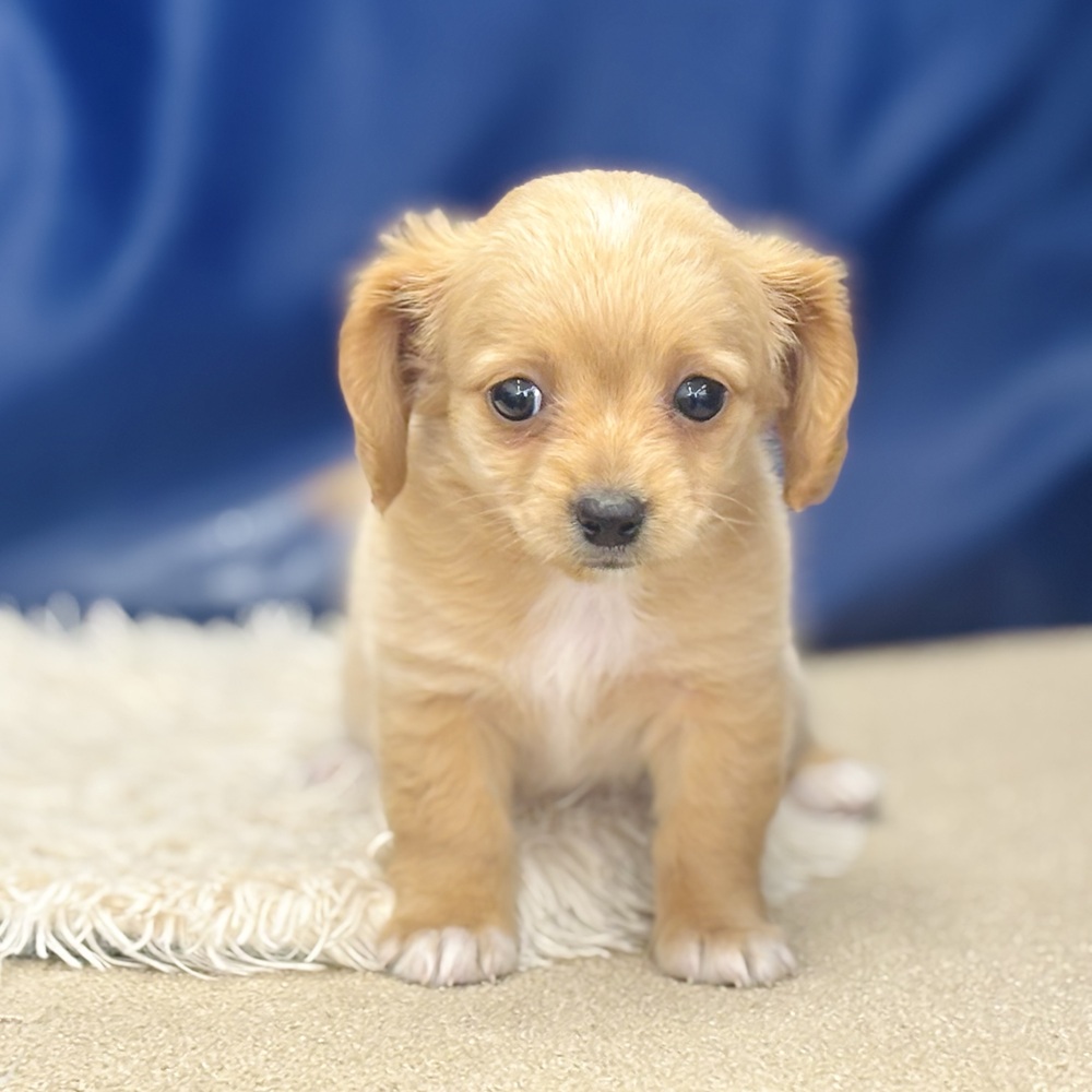 岐阜県のチワックス(チワワ×ダックス) (犬の家＆猫の里中津川店/2026年4月18日生まれ/女の子/クリーム)の子犬の3枚目の画像