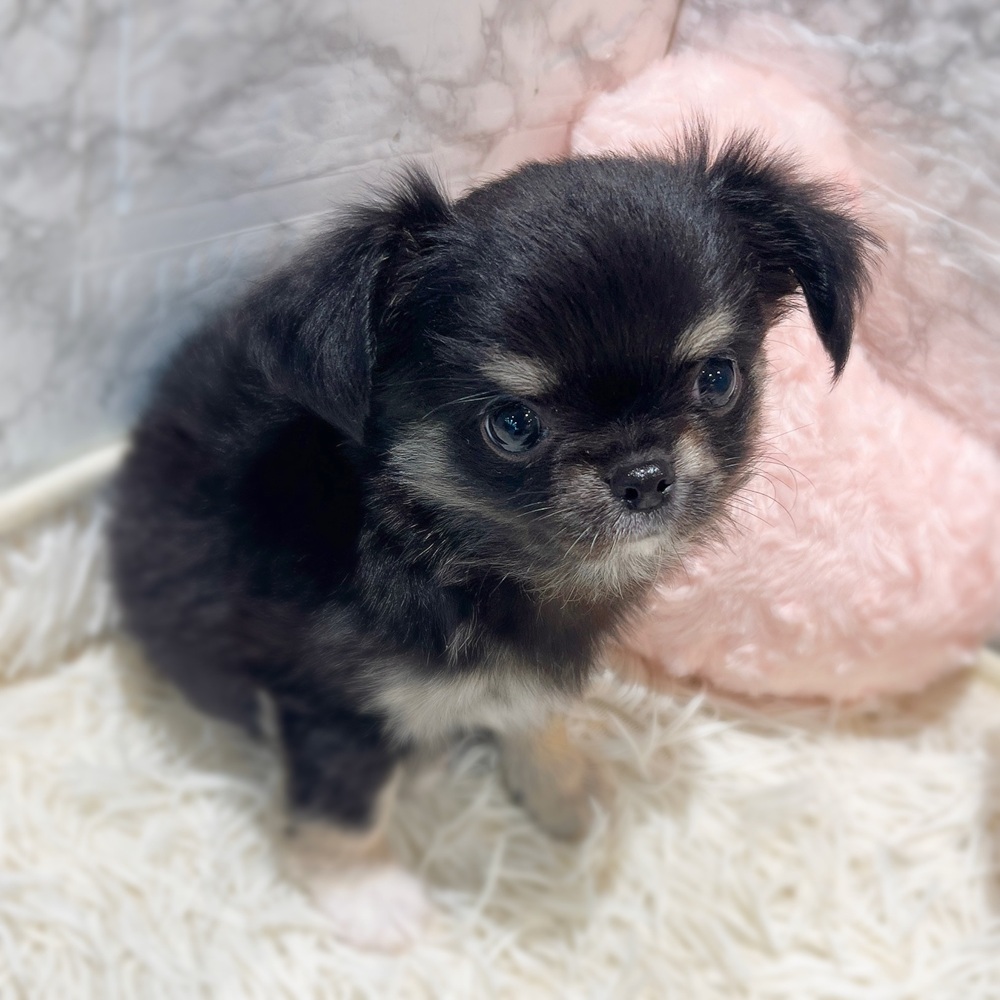 愛知県のチワワ(ロング) (犬の家＆猫の里MiO香久山店/2026年4月21日生まれ/男の子/ブラックタンホワイト)の子犬の3枚目の画像