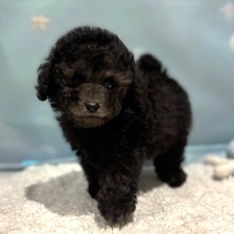 福岡県のトイプードル(トイ) (犬の家＆猫の里トリアス久山店/2026年4月18日生まれ/男の子/シルバー)の子犬の3枚目の画像