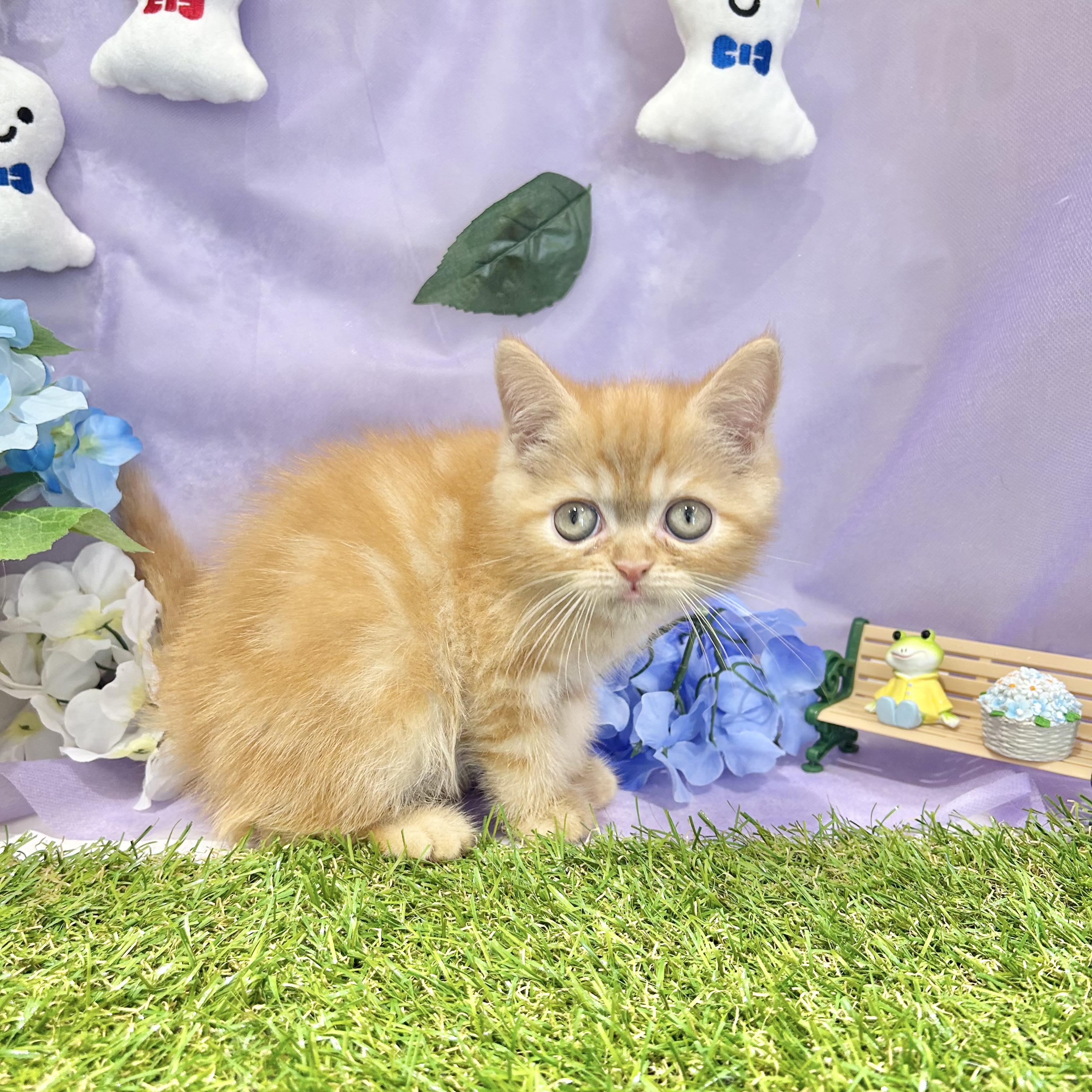 福岡県のエキゾチック (犬の家＆猫の里くりえいと宗像店/2026年4月20日生まれ/男の子/レッドタビー)の子猫の3枚目の画像