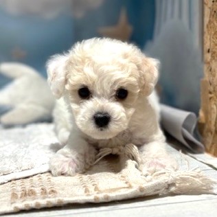 福岡県のビションフリーゼ (犬の家＆猫の里トリアス久山店/2026年4月21日生まれ/女の子/ホワイト)の子犬の3枚目の画像