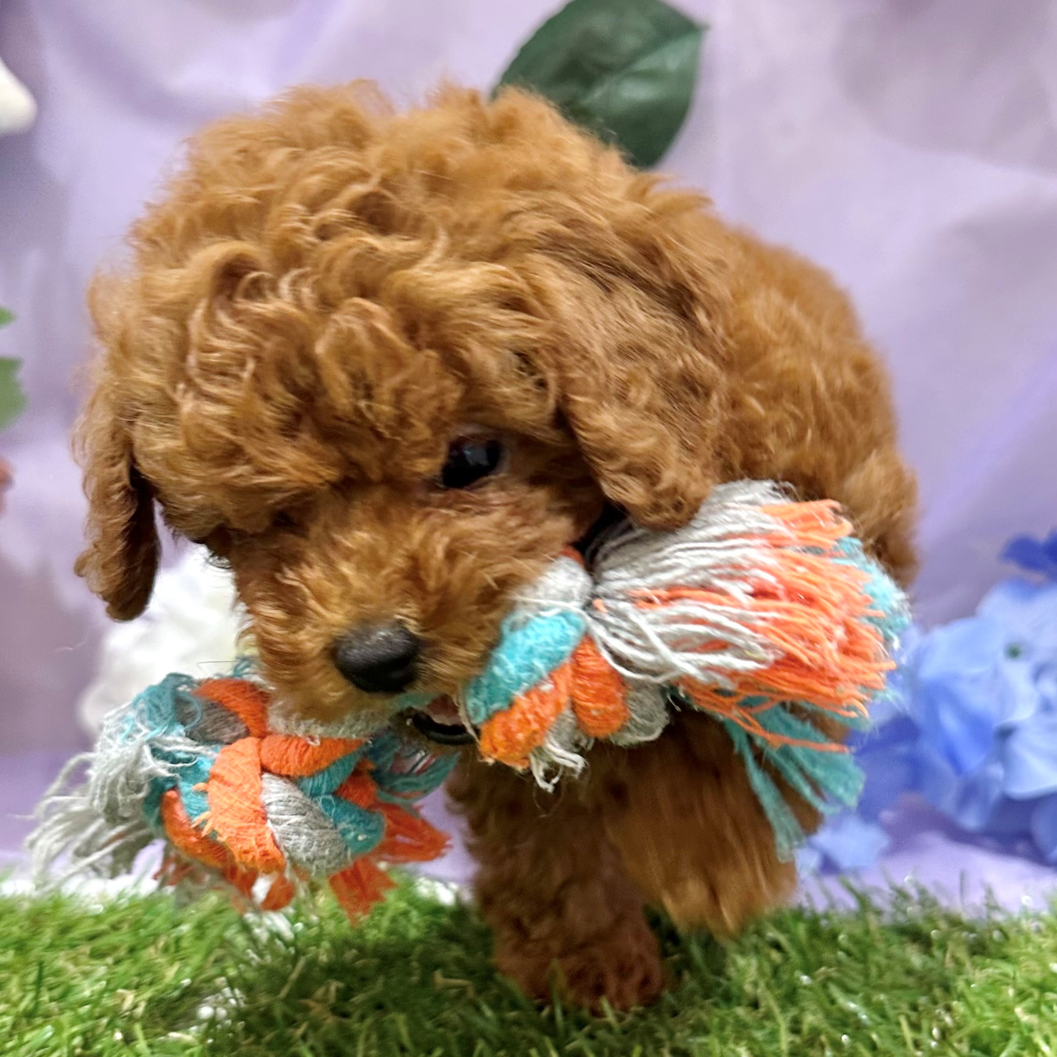福岡県のトイプードル(トイ) (犬の家＆猫の里くりえいと宗像店/2026年4月20日生まれ/男の子/レッド)の子犬の3枚目の画像