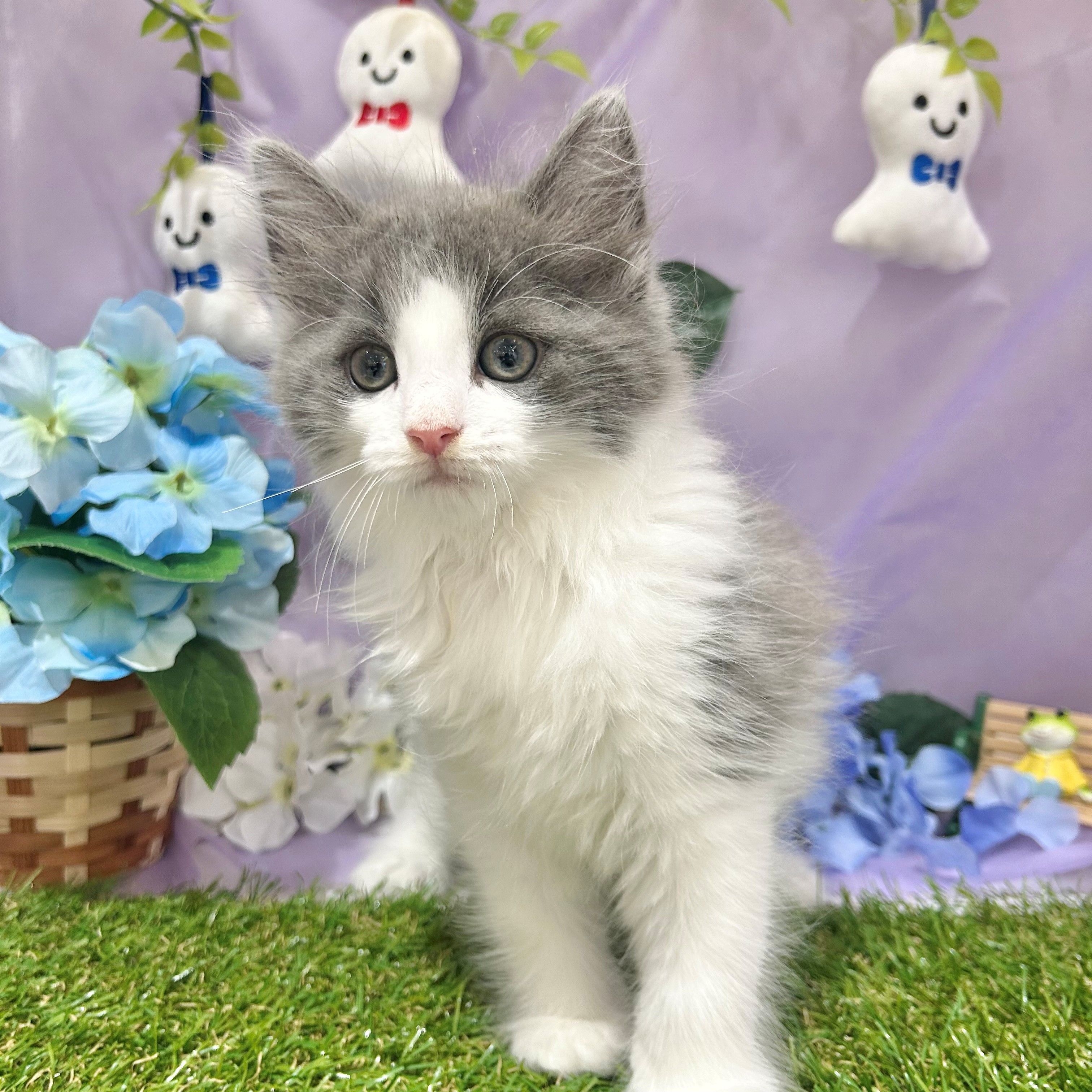 福岡県のノルウェージャンフォレストキャット (犬の家＆猫の里くりえいと宗像店/2026年4月19日生まれ/男の子/ブルータビーホワイト)の子猫の3枚目の画像