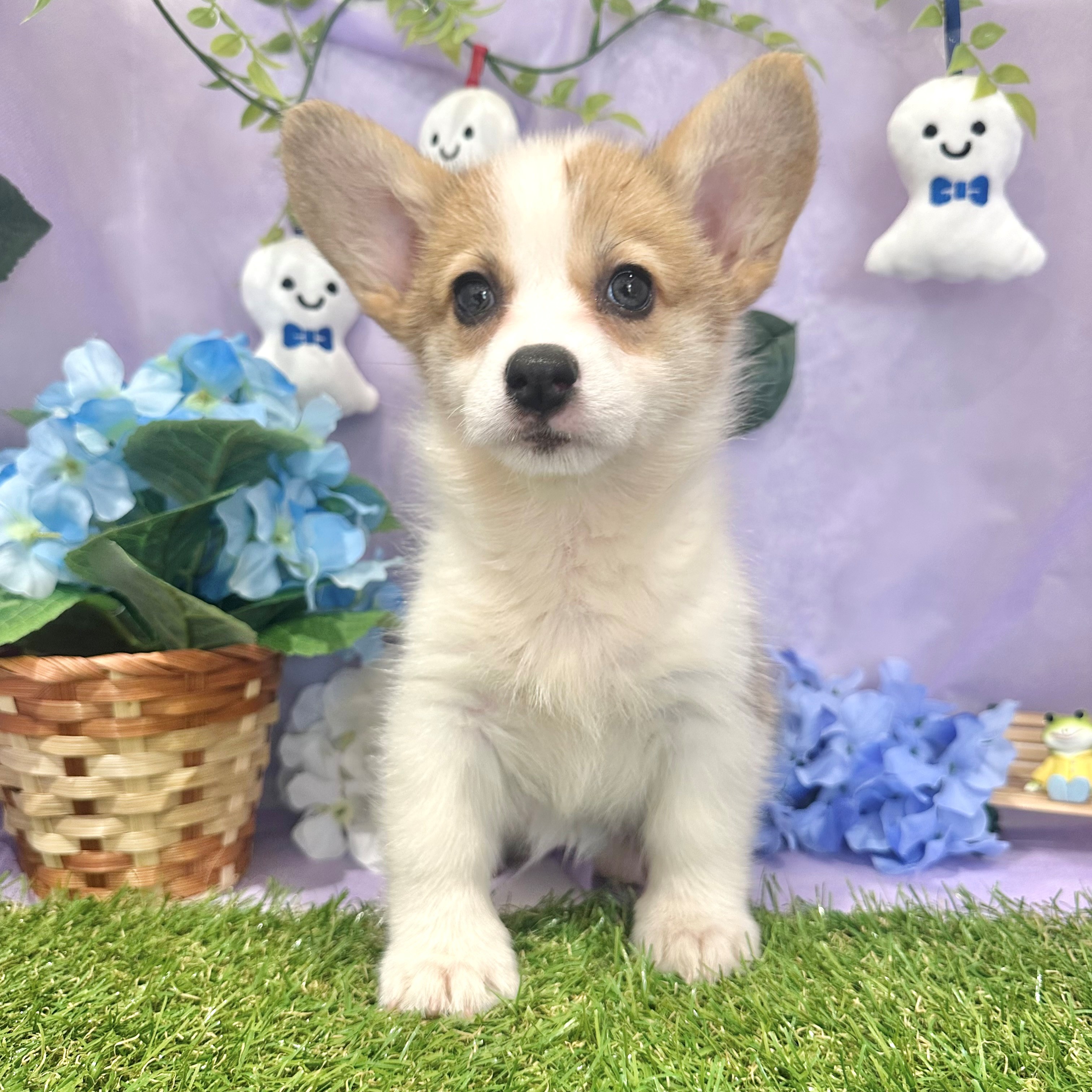 福岡県のウェルシュコーギーペンブローク (犬の家＆猫の里くりえいと宗像店/2026年4月17日生まれ/女の子/レッドホワイト)の子犬の3枚目の画像