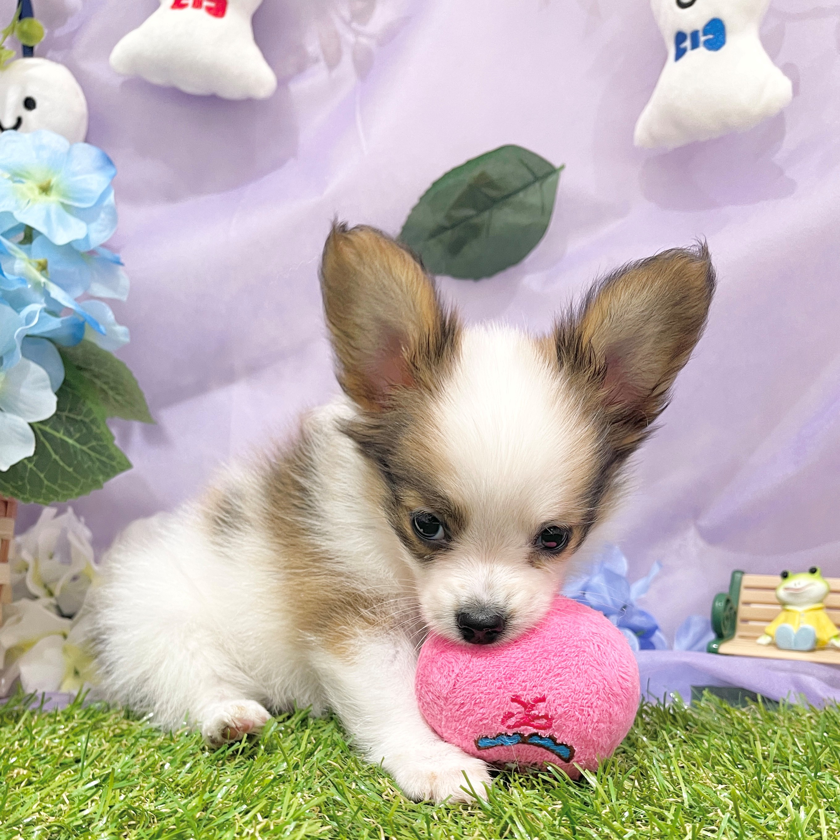 福岡県のパピヨン (犬の家＆猫の里くりえいと宗像店/2026年4月15日生まれ/男の子/ホワイトブラウン)の子犬の3枚目の画像