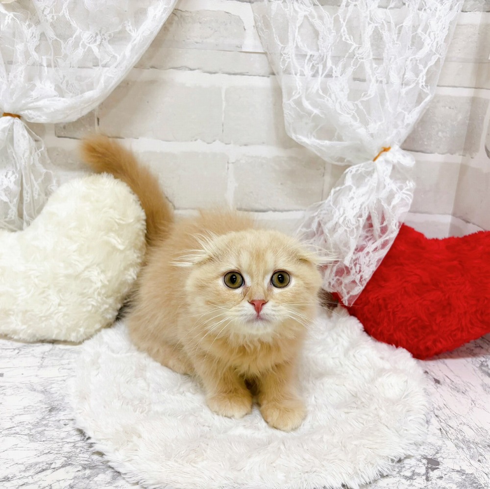 京都府のスコティッシュフォールド (犬の家＆猫の里京都精華店/2026年4月16日生まれ/男の子/クリームタビー)の子猫の3枚目の画像