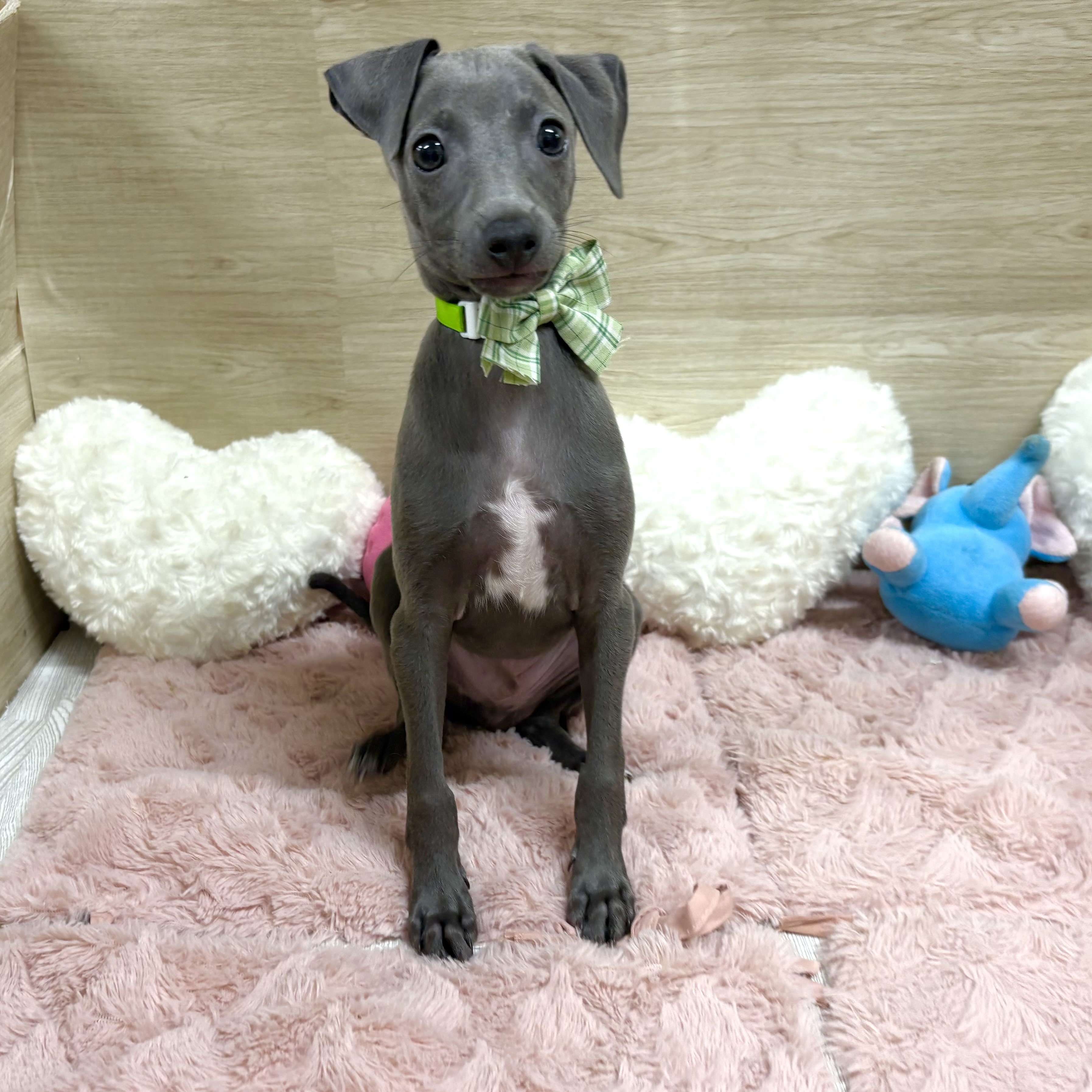 大阪府のイタリアングレーハウンド (犬の家＆猫の里そよら東岸和田店/2026年4月19日生まれ/男の子/ブルー、ホワイトマーキング)の子犬の3枚目の画像