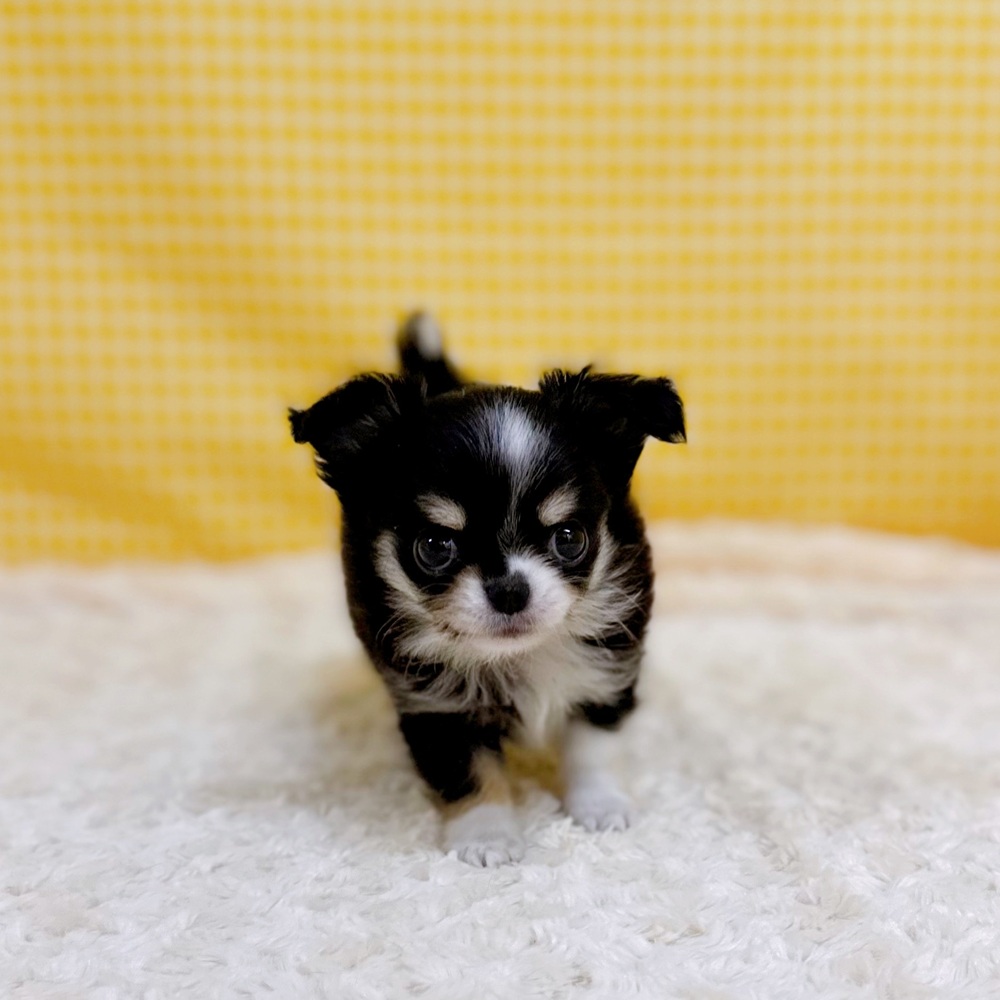 愛知県のチワワ(ロング) (犬の家＆猫の里一宮店/2026年4月16日生まれ/女の子/ブラックタンホワイト)の子犬の3枚目の画像