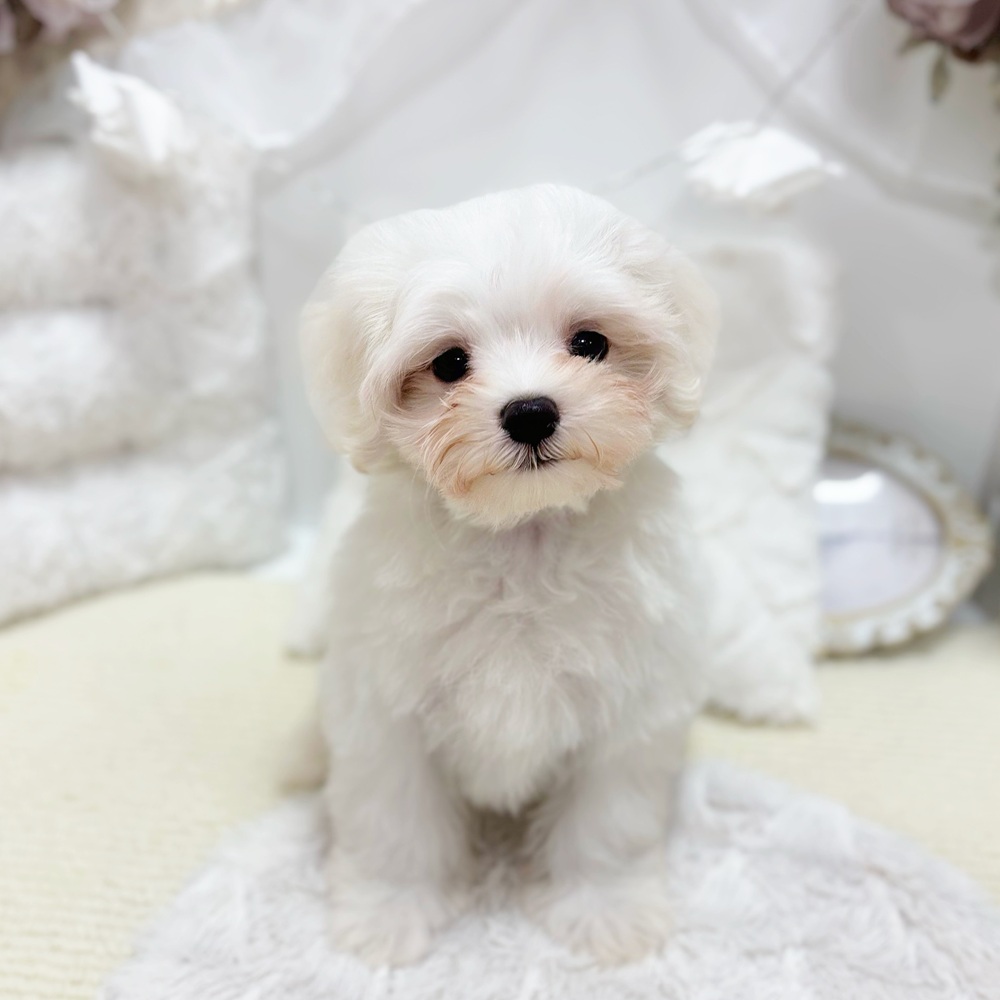 岐阜県のマルチーズ (犬の家＆猫の里カラフルタウン岐阜店/2026年4月13日生まれ/男の子/ホワイト)の子犬の3枚目の画像