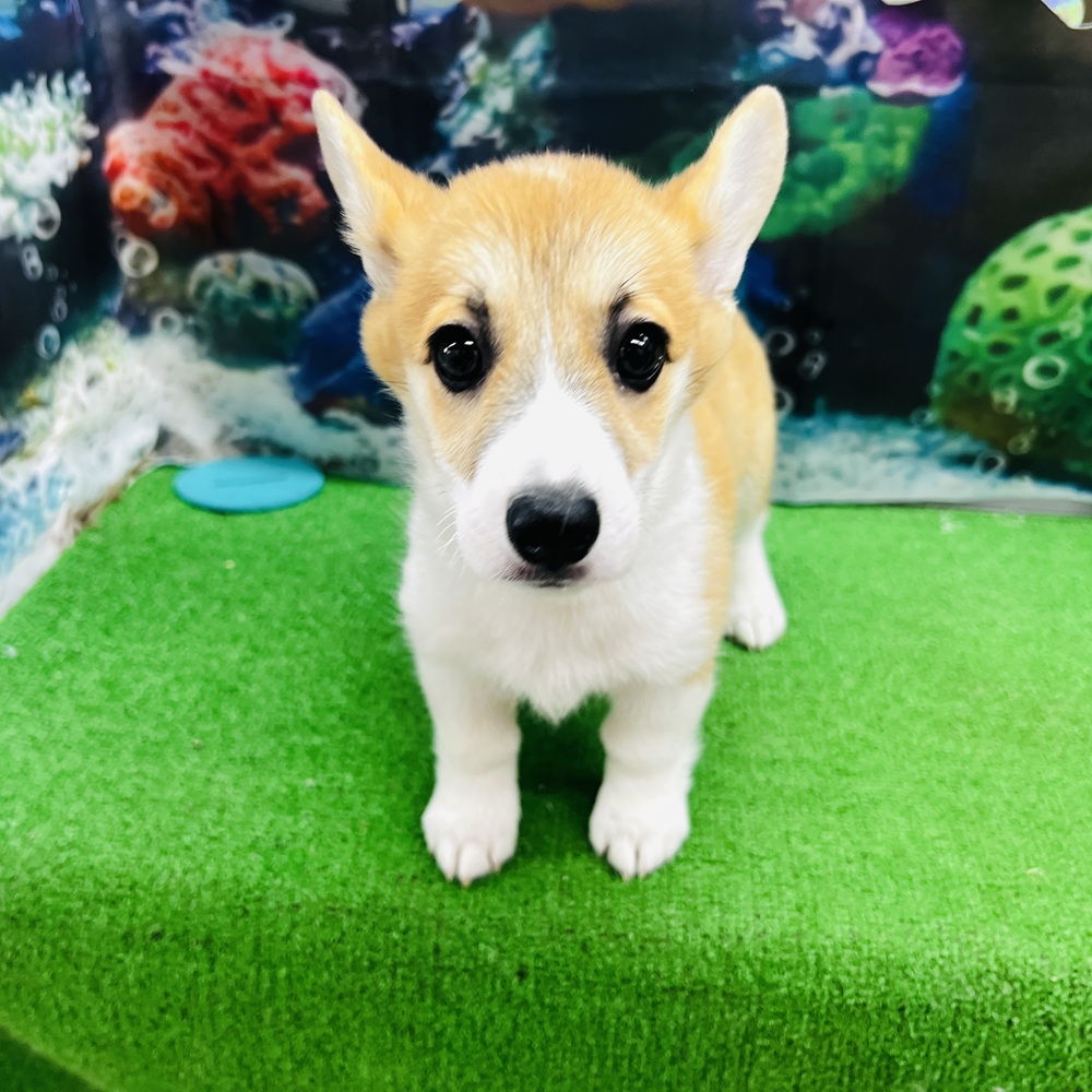 愛知県のウェルシュコーギーペンブローク (犬の家＆猫の里名古屋天白店/2026年3月30日生まれ/女の子/レッドホワイト)の子犬の3枚目の画像