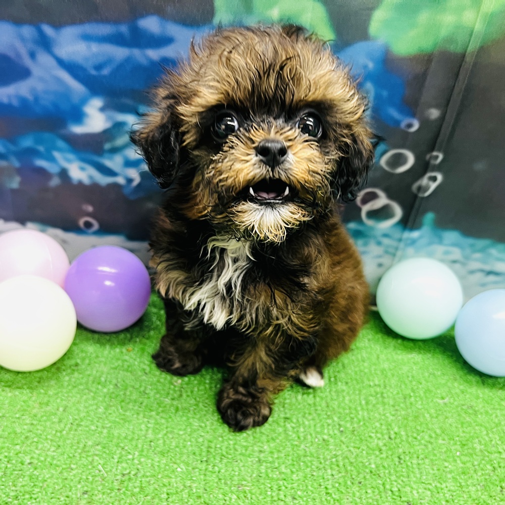 愛知県のプーズー/プーシーズ(プードル×シーズー) (犬の家＆猫の里名古屋天白店/2026年4月21日生まれ/女の子/ブラウン)の子犬の3枚目の画像