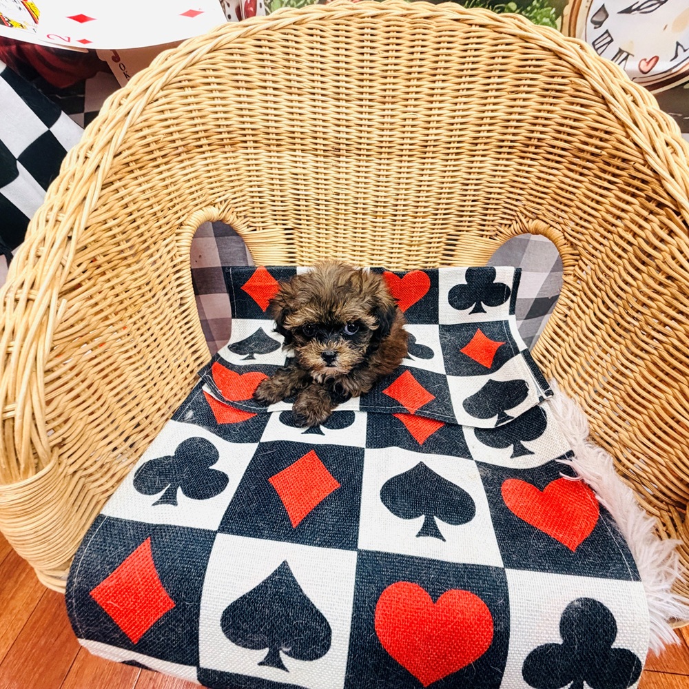 愛知県のプーズー/プーシーズ(プードル×シーズー) (犬の家＆猫の里名古屋天白店/2026年4月21日生まれ/女の子/ブラウン)の子犬の3枚目の画像