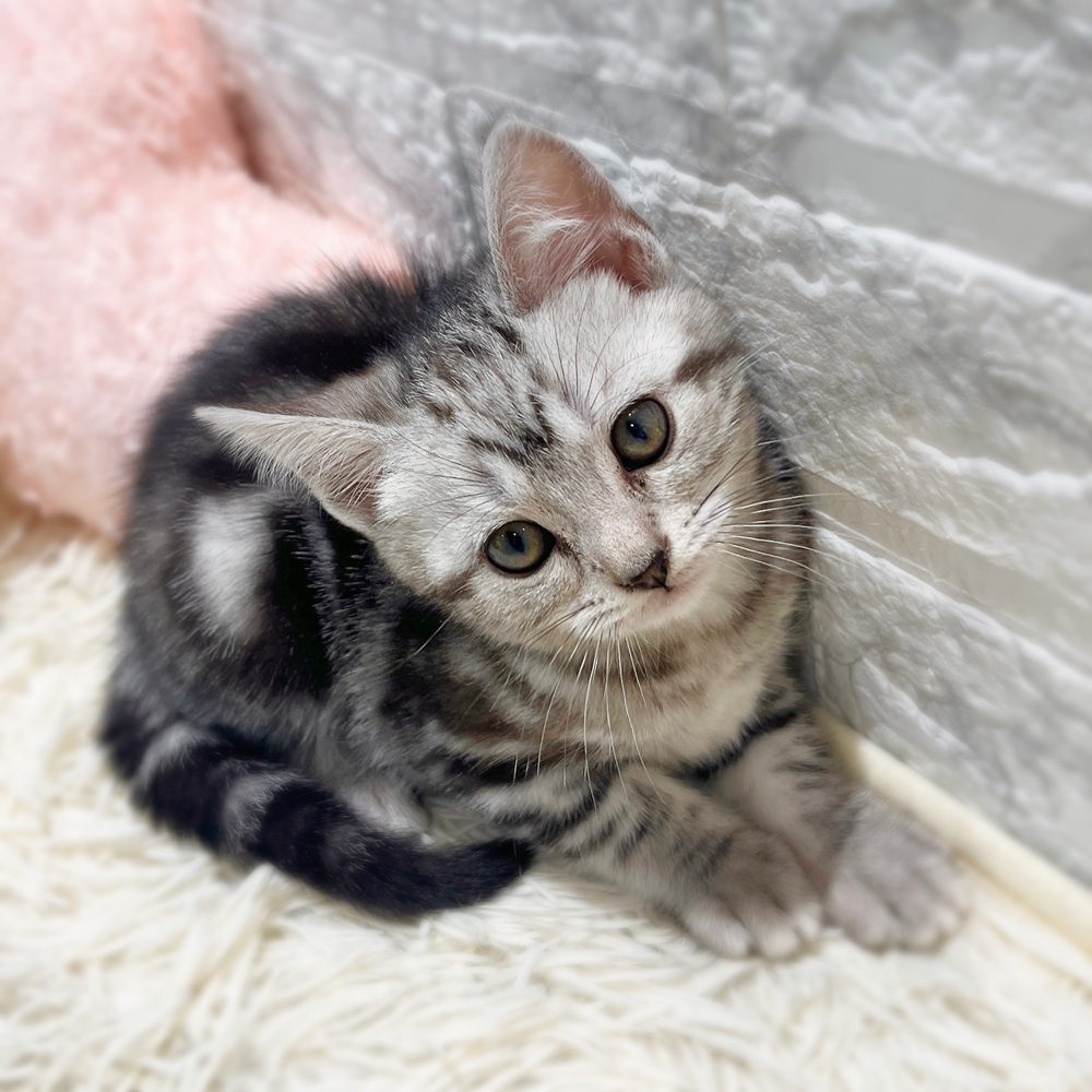 愛知県のアメリカンショートヘアー (犬の家＆猫の里MiO香久山店/2026年4月21日生まれ/女の子/シルバータビー)の子猫の3枚目の画像