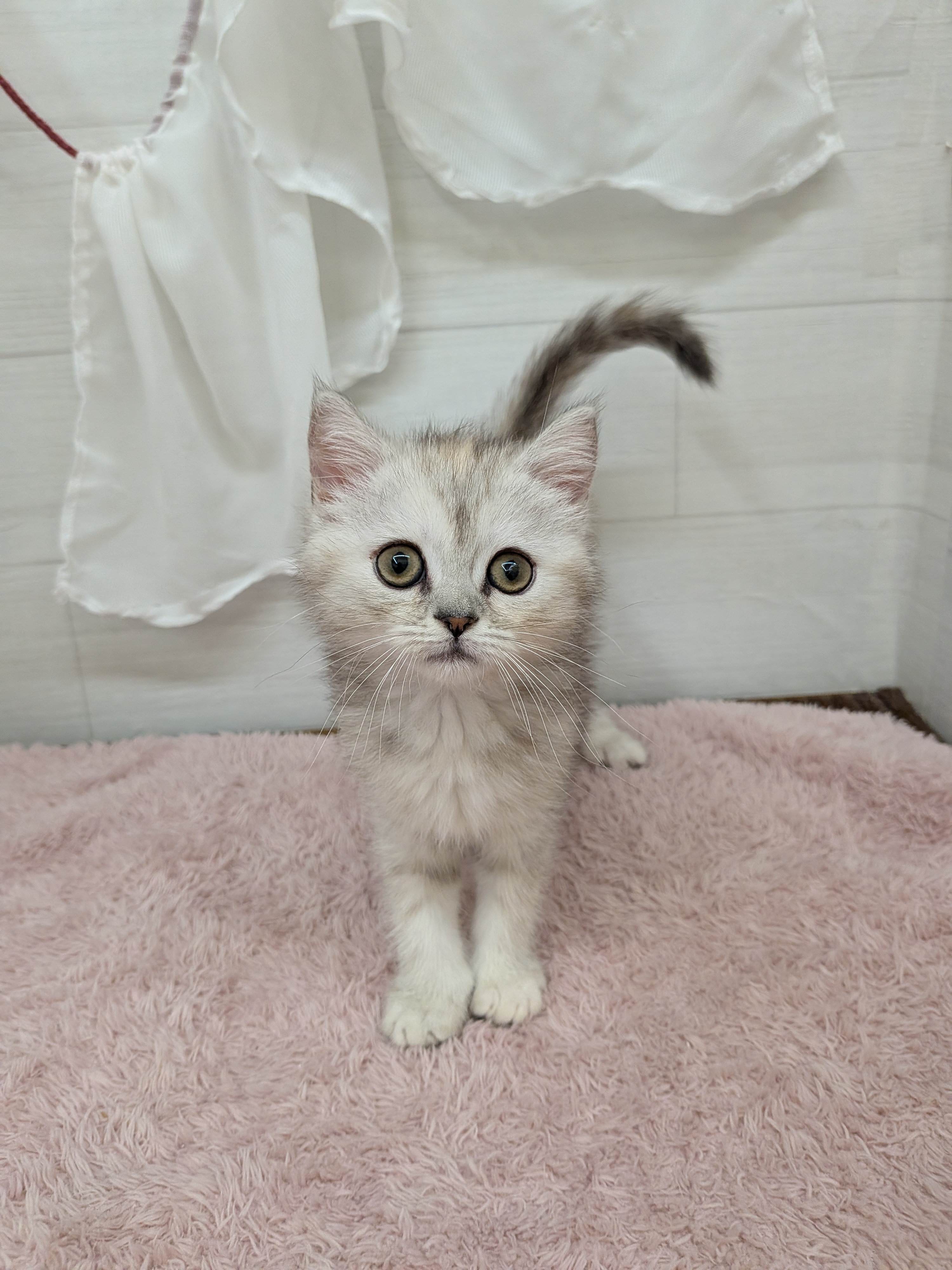 愛知県のミヌエット (犬の家＆猫の里碧南店/2026年4月20日生まれ/女の子/シェルトーティシェル)の子猫の3枚目の画像