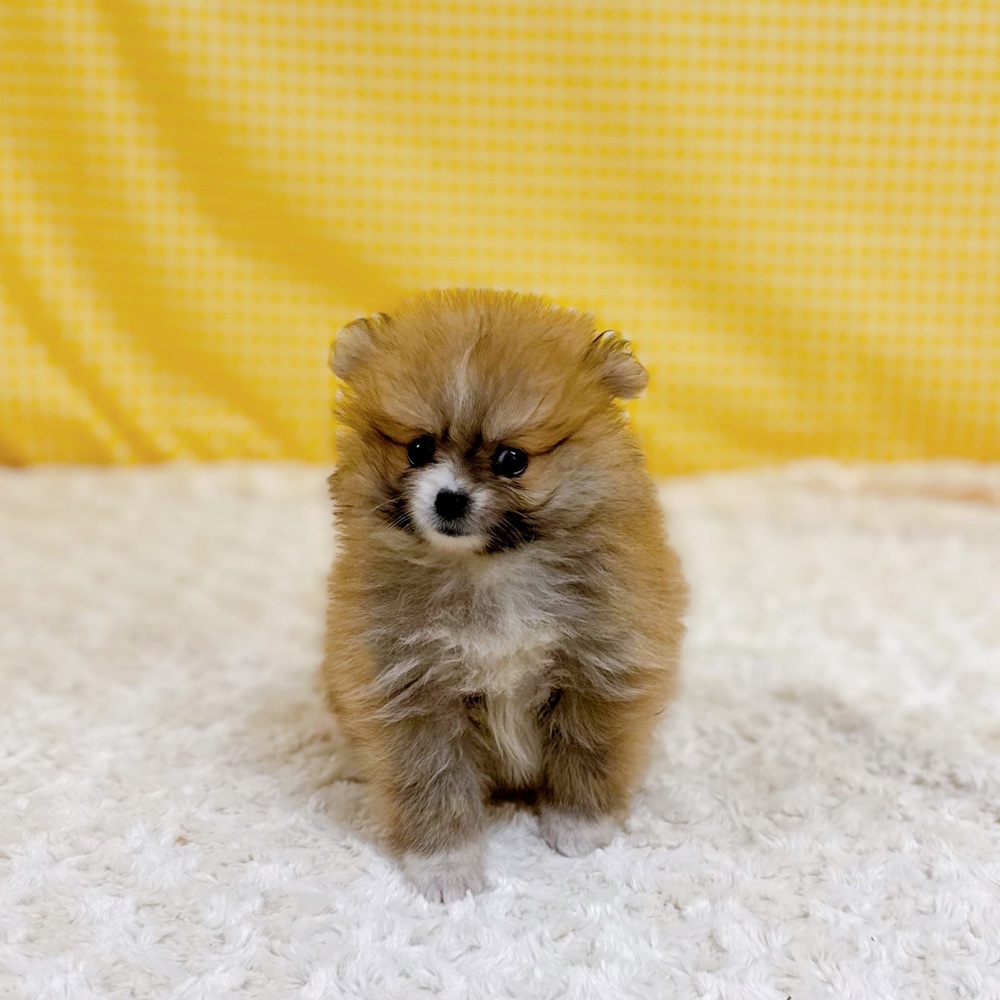 愛知県のポメラニアン (犬の家＆猫の里一宮店/2026年4月21日生まれ/女の子/オレンジセーブル)の子犬の3枚目の画像