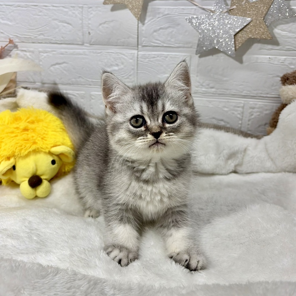 兵庫県のブリティッシュショートヘアー (犬の家＆猫の里ニッケパークタウン加古川店/2026年4月23日生まれ/女の子/ブルーシルバーシェーデッド)の子猫の3枚目の画像