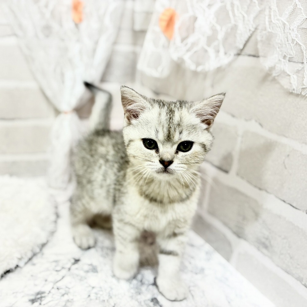 京都府のブリティッシュショートヘアー (犬の家＆猫の里京都精華店/2026年4月21日生まれ/女の子/シルバーマッカレルタビー)の子猫の3枚目の画像