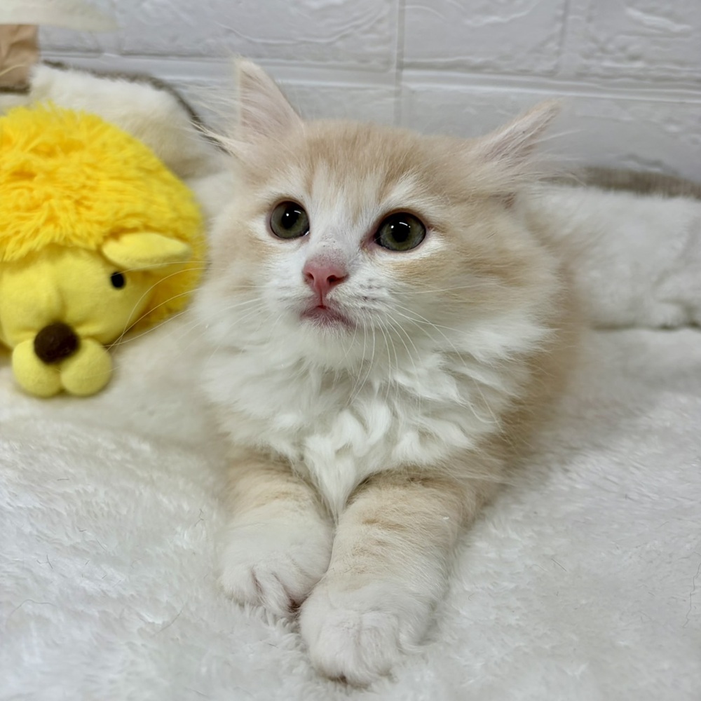兵庫県のサイベリアン (犬の家＆猫の里ニッケパークタウン加古川店/2026年4月21日生まれ/女の子/クリームマッカレルタビーホワイト)の子猫の3枚目の画像