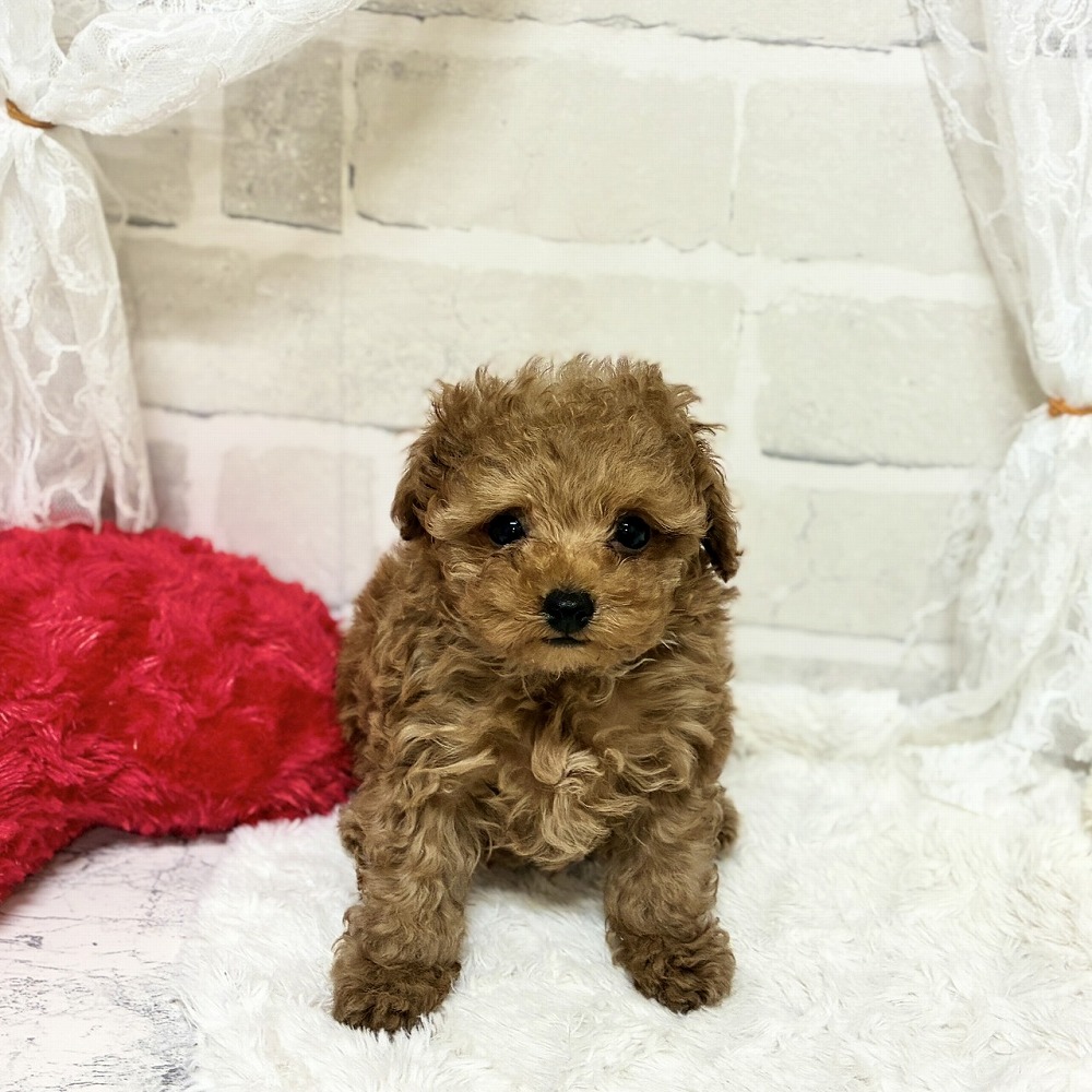京都府のトイプードル(トイ) (犬の家＆猫の里京都精華店/2026年4月22日生まれ/男の子/レッドフォーン)の子犬の3枚目の画像