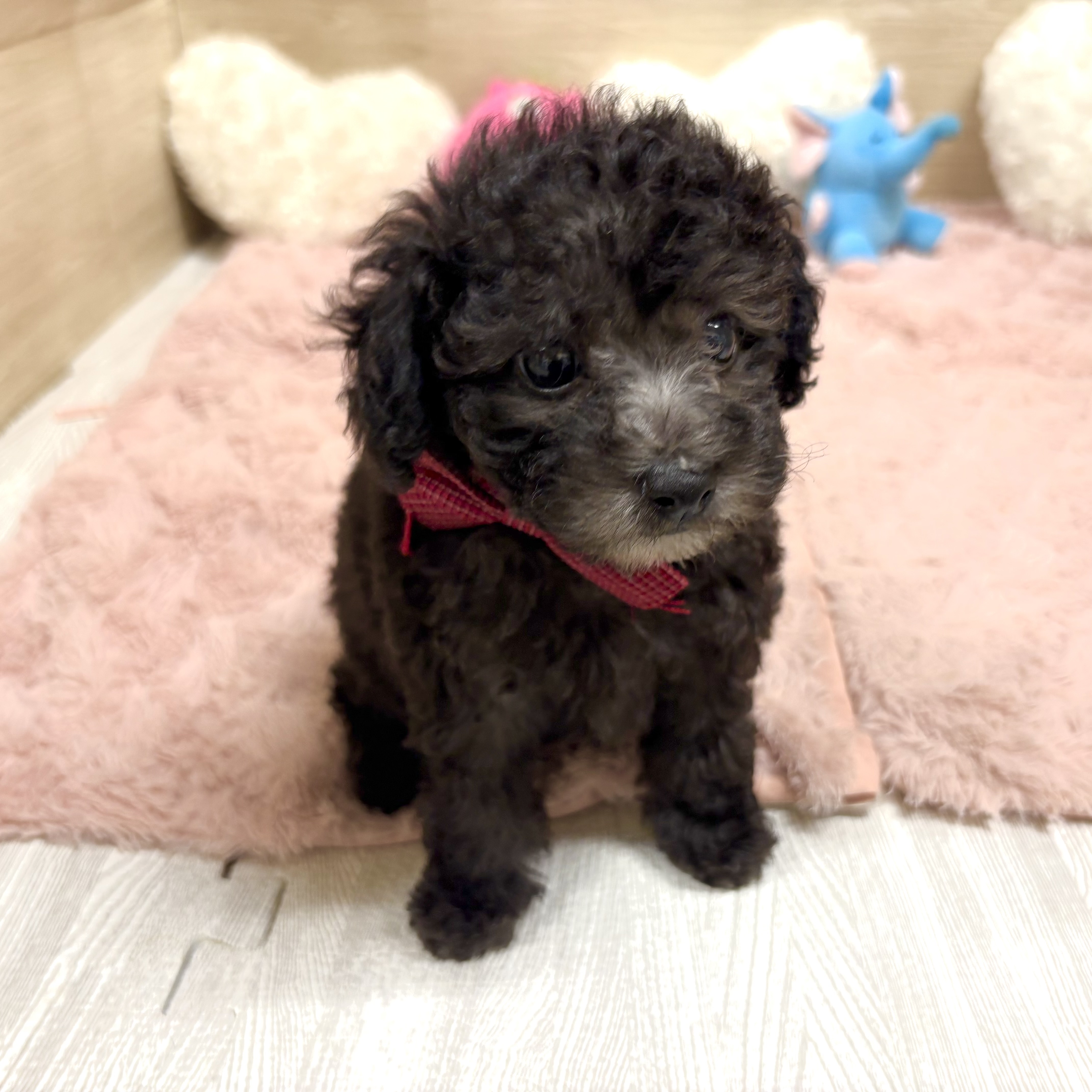 大阪府のトイプードル(トイ) (犬の家＆猫の里そよら東岸和田店/2026年4月22日生まれ/女の子/グレー)の子犬の1枚目の画像
