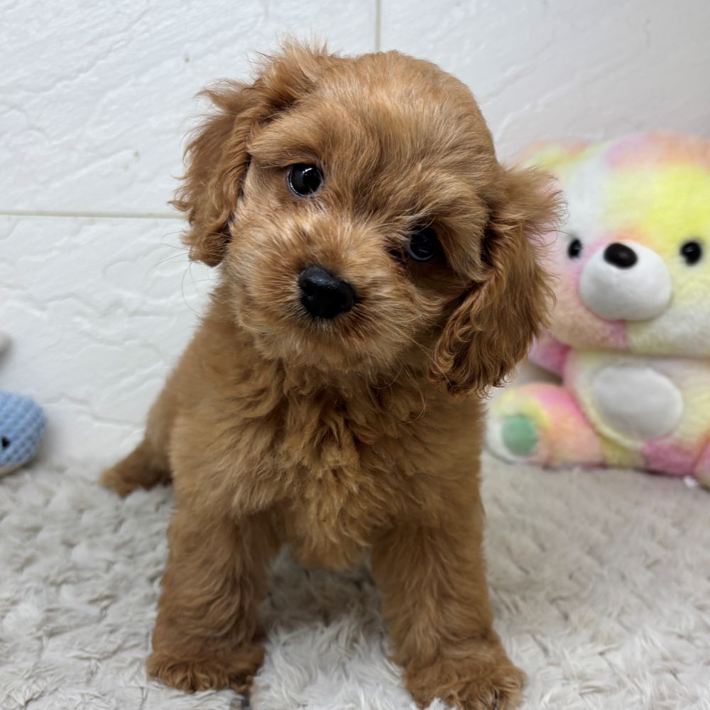 兵庫県のコッカプー(アメリカンコッカースパニエル×プードル) (犬の家＆猫の里ゆめタウン姫路店/2026年4月23日生まれ/女の子/レッド)の子犬の3枚目の画像