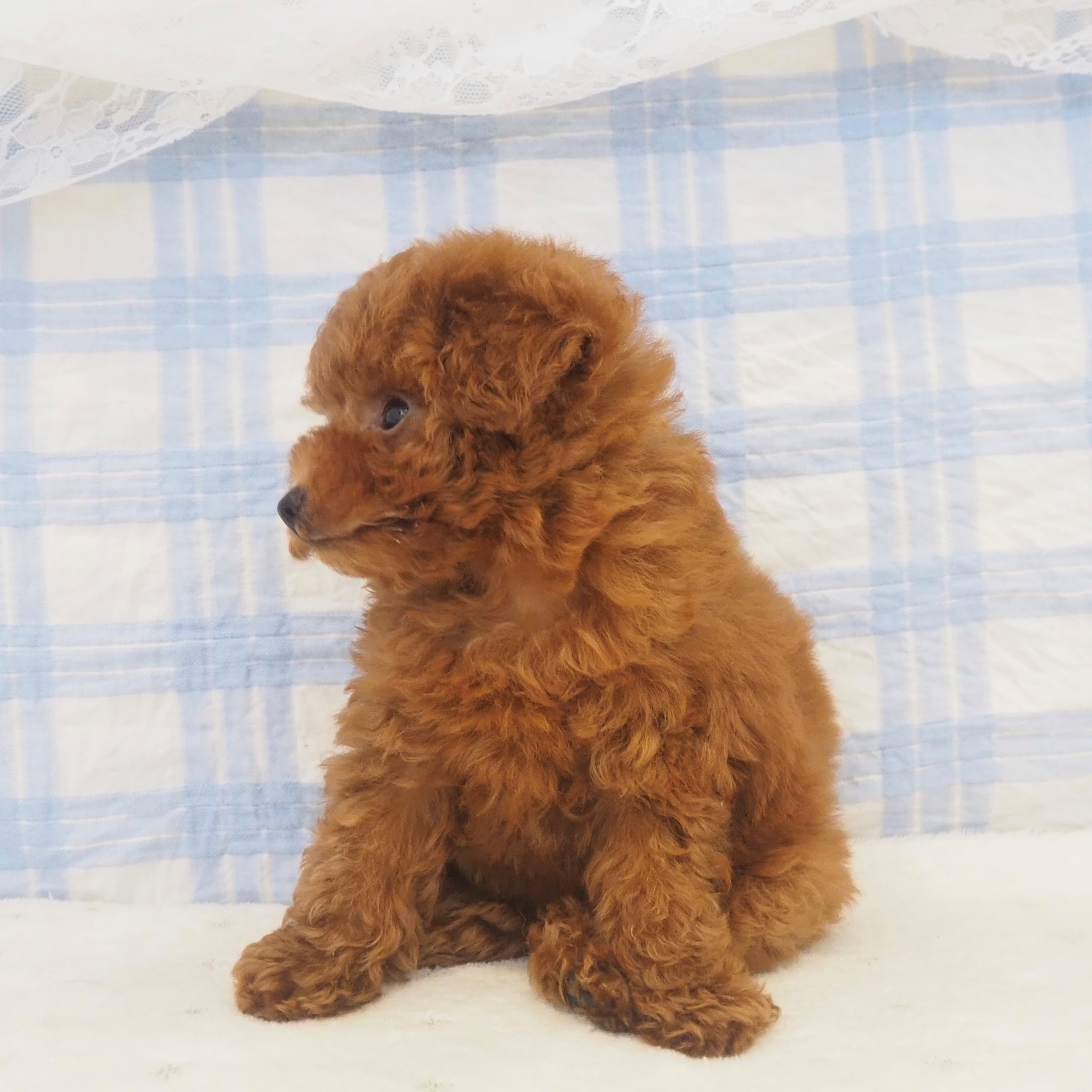 大阪府のトイプードル(タイニー) (犬の家＆猫の里もりのみやキューズモールBASE店/2026年4月20日生まれ/女の子/レッドフォーン)の子犬の3枚目の画像