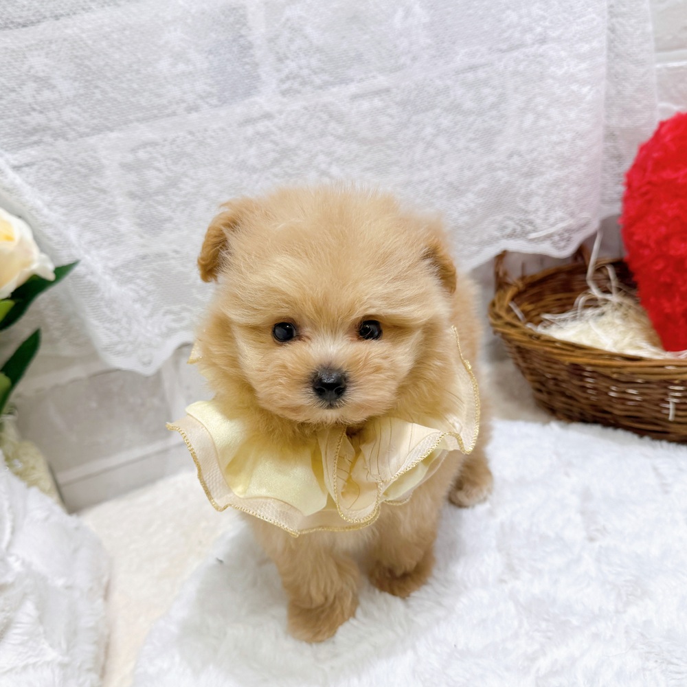 滋賀県のポメプー(ポメラニアン×プードル) (犬の家＆猫の里長浜店/2026年4月22日生まれ/男の子/クリーム)の子犬の1枚目の画像