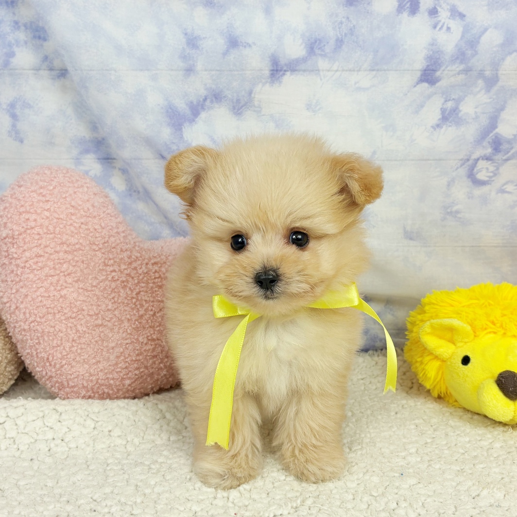 兵庫県のポメプー(ポメラニアン×プードル) (犬の家＆猫の里川西店/2026年4月22日生まれ/男の子/クリーム)の子犬の3枚目の画像