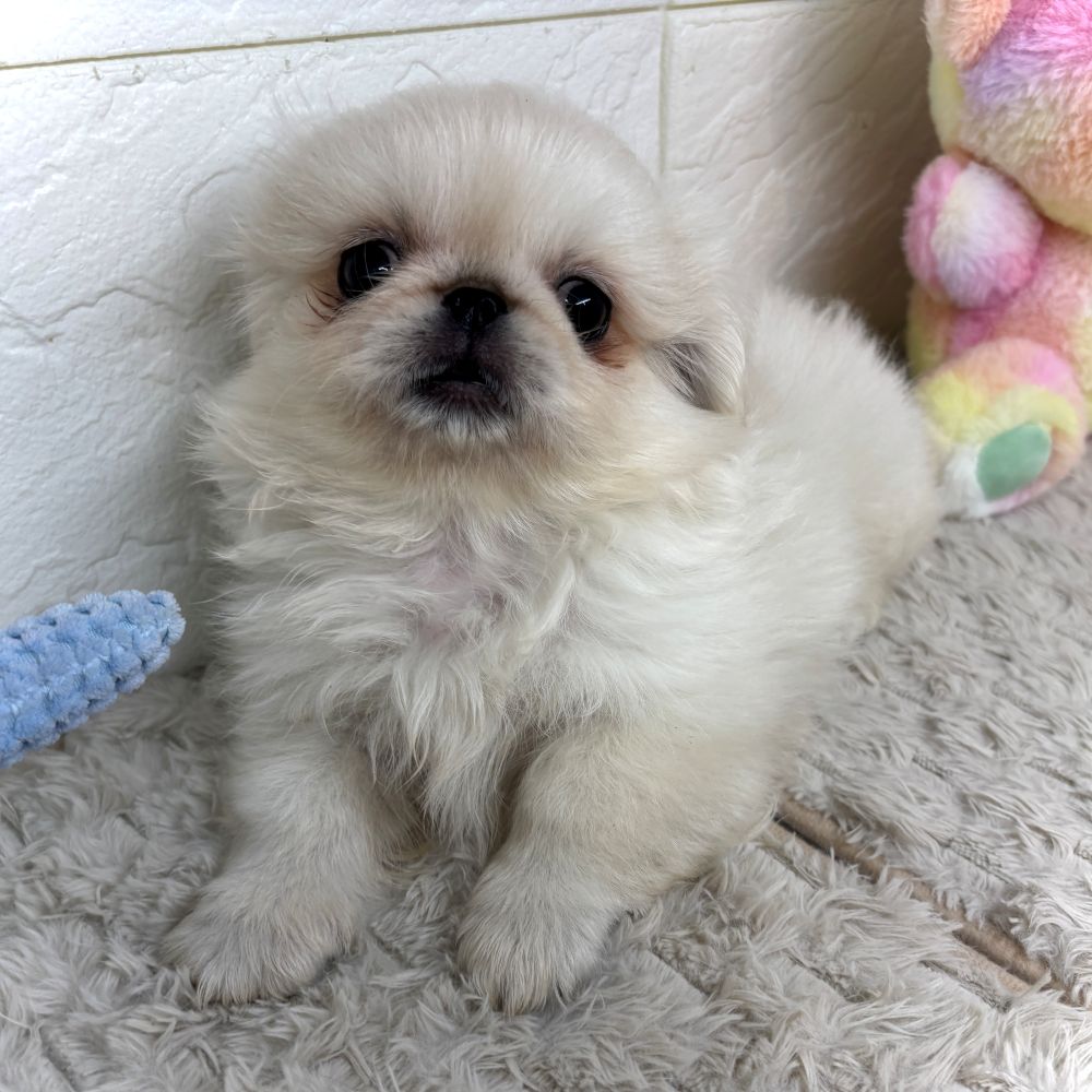 兵庫県のペキニーズ (犬の家＆猫の里ゆめタウン姫路店/2026年4月15日生まれ/男の子/クリーム)の子犬の3枚目の画像