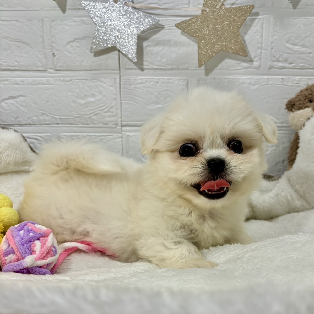 兵庫県のハーフ犬・ミックス犬 (犬の家＆猫の里ニッケパークタウン加古川店/2026年4月23日生まれ/女の子/ホワイト)の子犬の3枚目の画像
