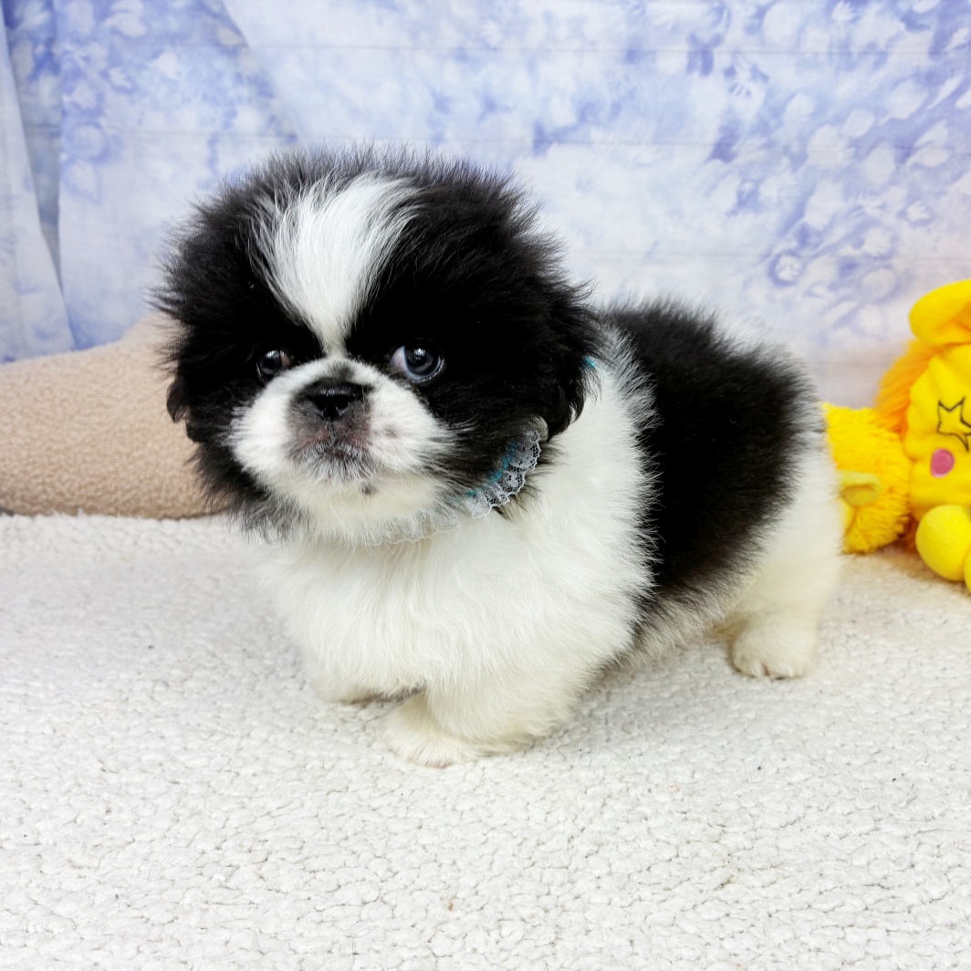 兵庫県のペキニーズ (犬の家＆猫の里川西店/2026年4月23日生まれ/男の子/ブラックタン)の子犬の3枚目の画像