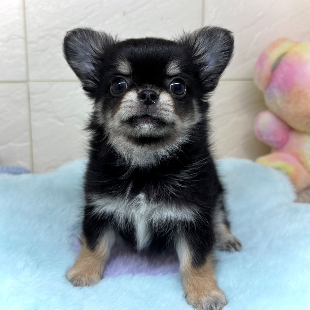 兵庫県のチワワ(ロング) (犬の家＆猫の里ゆめタウン姫路店/2026年4月22日生まれ/男の子/ブラックタン)の子犬の3枚目の画像