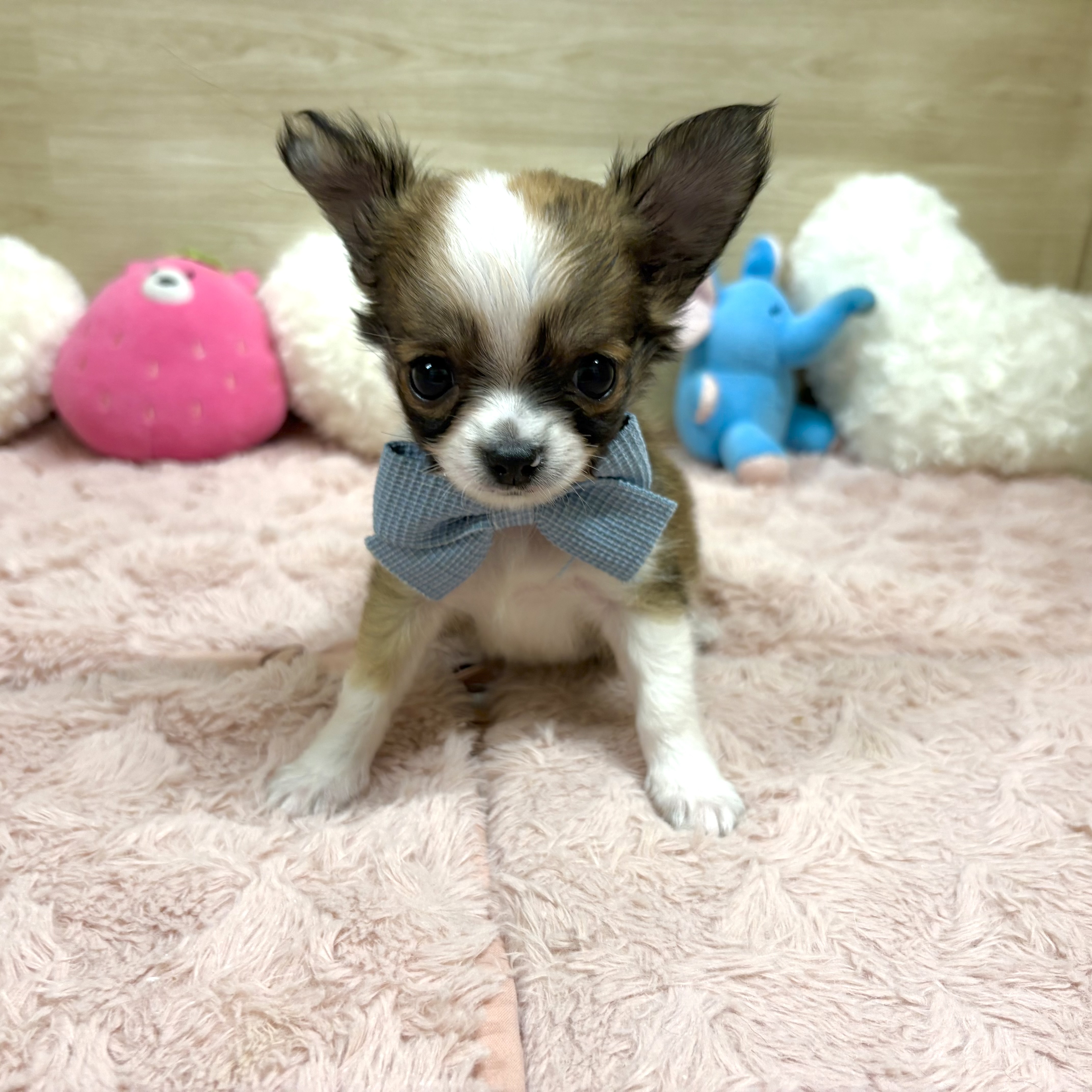 大阪府のチワワ(ロング) (犬の家＆猫の里そよら東岸和田店/2026年4月20日生まれ/男の子/レッドホワイト)の子犬の3枚目の画像