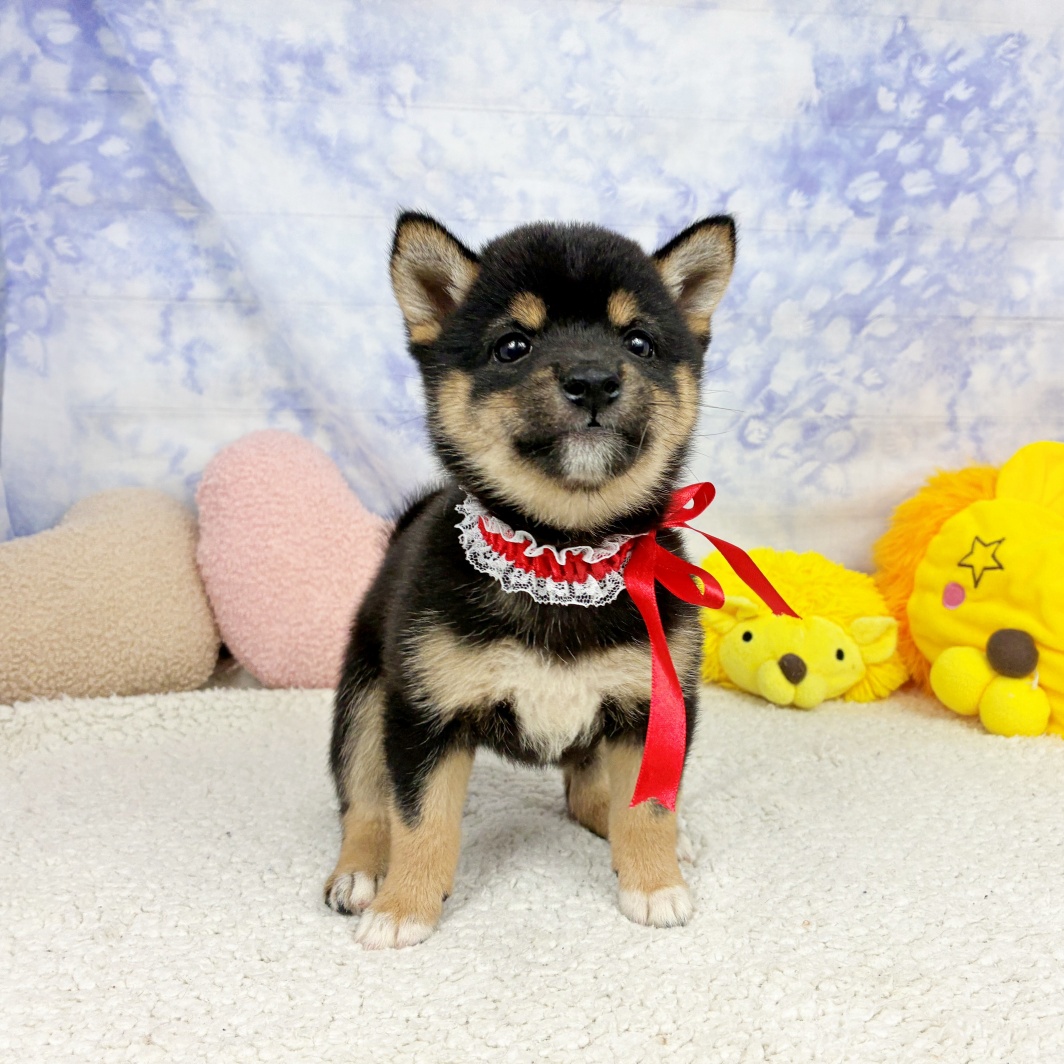 兵庫県の豆柴 (犬の家＆猫の里川西店/2026年4月23日生まれ/女の子/黒)の子犬の3枚目の画像