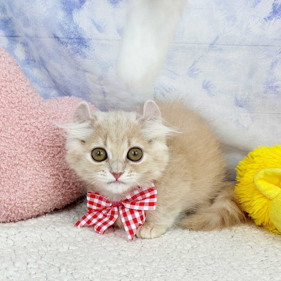 兵庫県のキンカロー (犬の家＆猫の里川西店/2026年4月21日生まれ/女の子/クリームタビーホワイト)の子猫の3枚目の画像