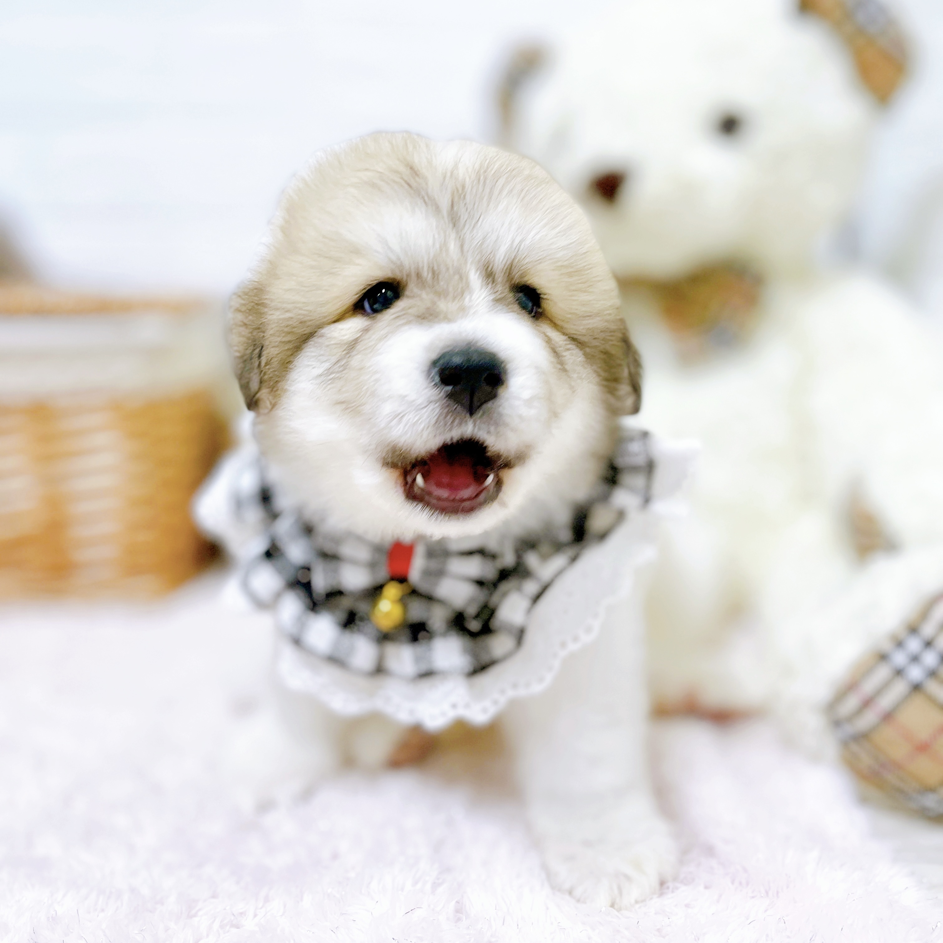 滋賀県のグレートピレニーズ (犬の家＆猫の里近江八幡店/2026年4月23日生まれ/女の子/ホワイトグレーマーキング)の子犬の3枚目の画像