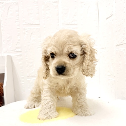 愛知県のアメリカンコッカースパニエル (犬の家＆猫の里豊川インター店/2026年4月24日生まれ/男の子/バフ)の子犬の3枚目の画像