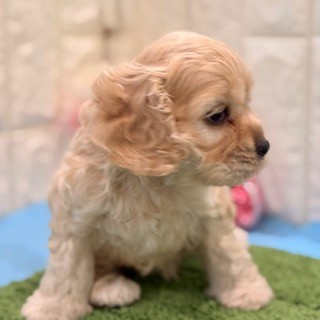 岡山県のアメリカンコッカースパニエル (犬の家＆猫の里倉敷店/2026年4月24日生まれ/男の子/バフ)の子犬の3枚目の画像